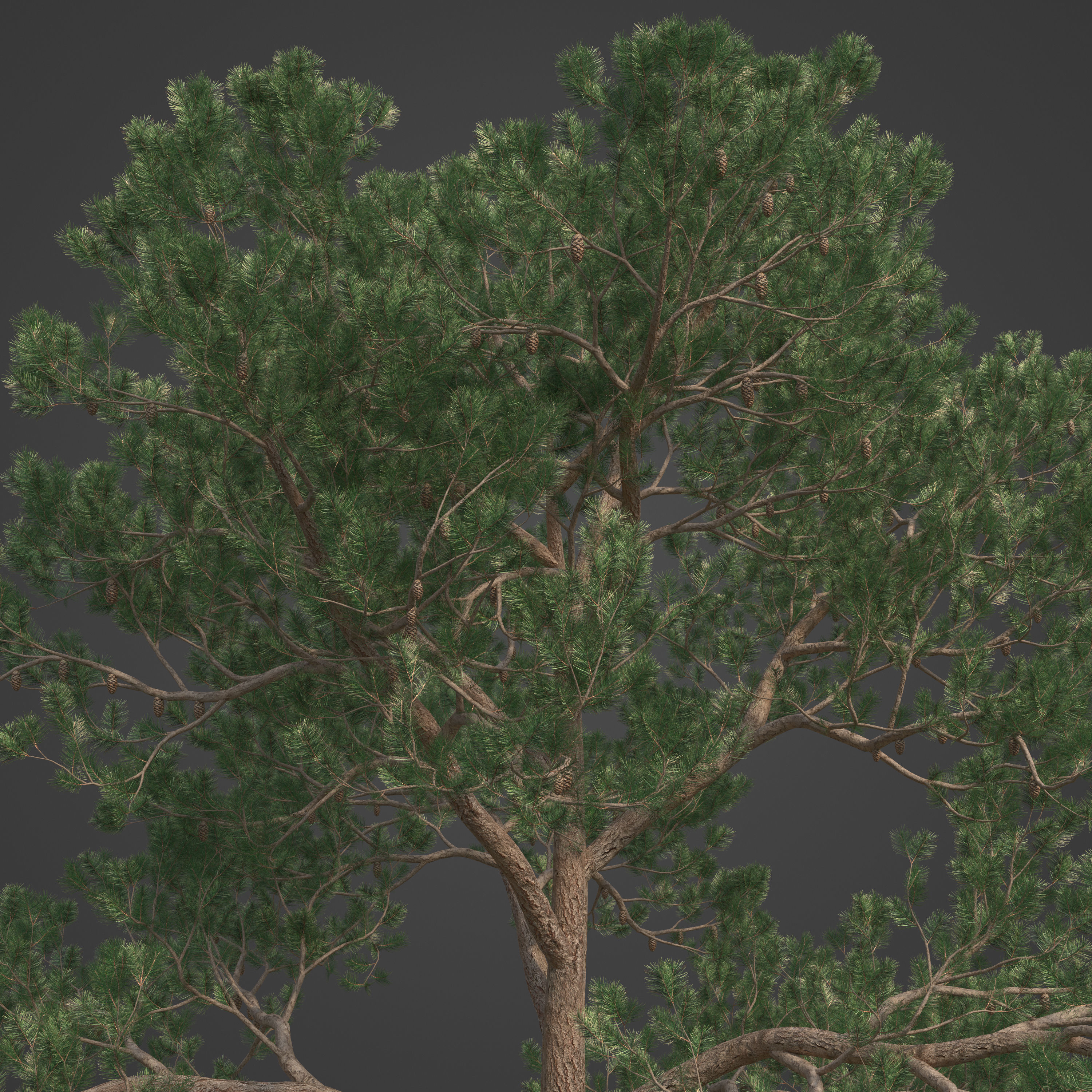 2021 PBR Bishop Pine Collection - Pinus Muricata 3D model_7