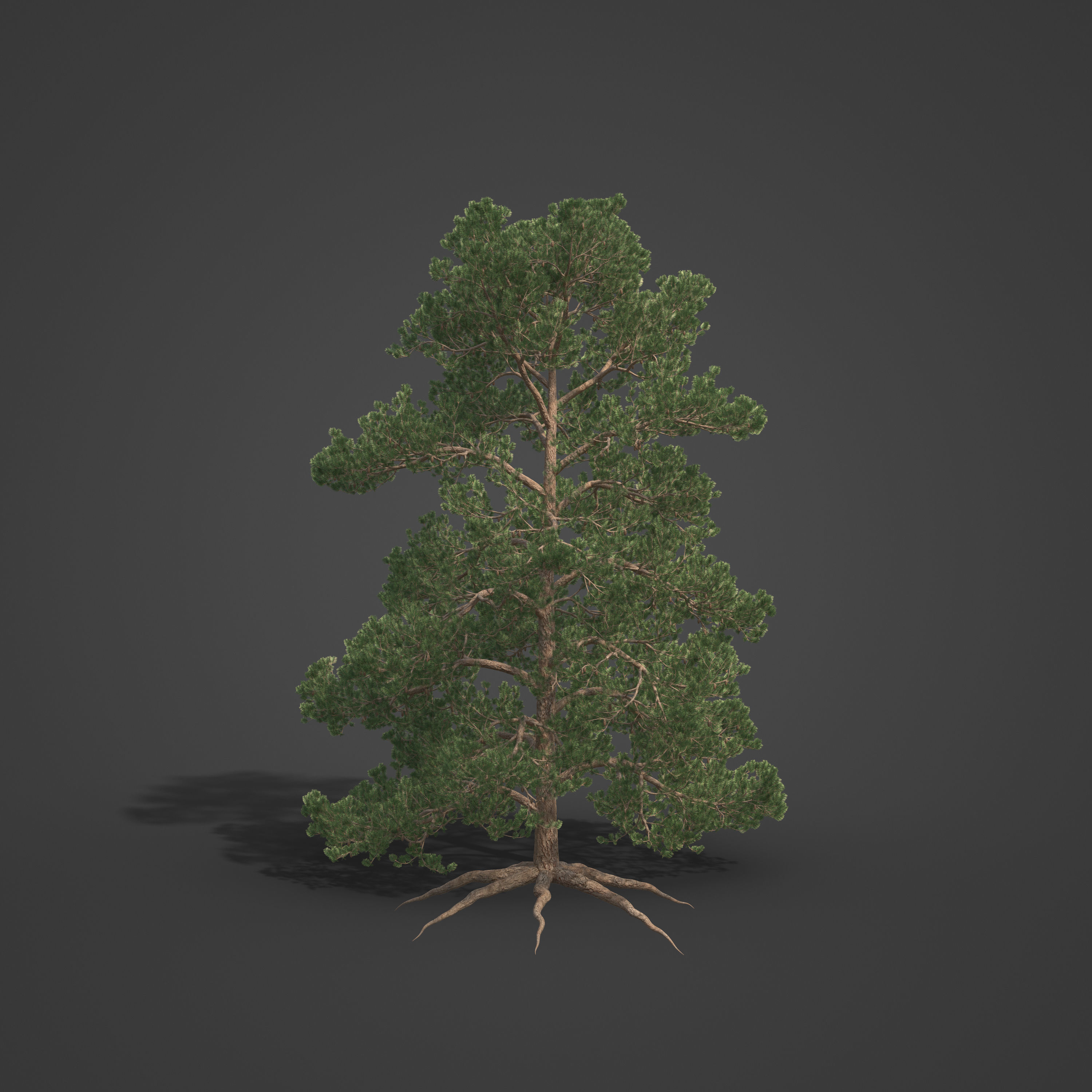 2021 PBR Bishop Pine Collection - Pinus Muricata 3D model_3