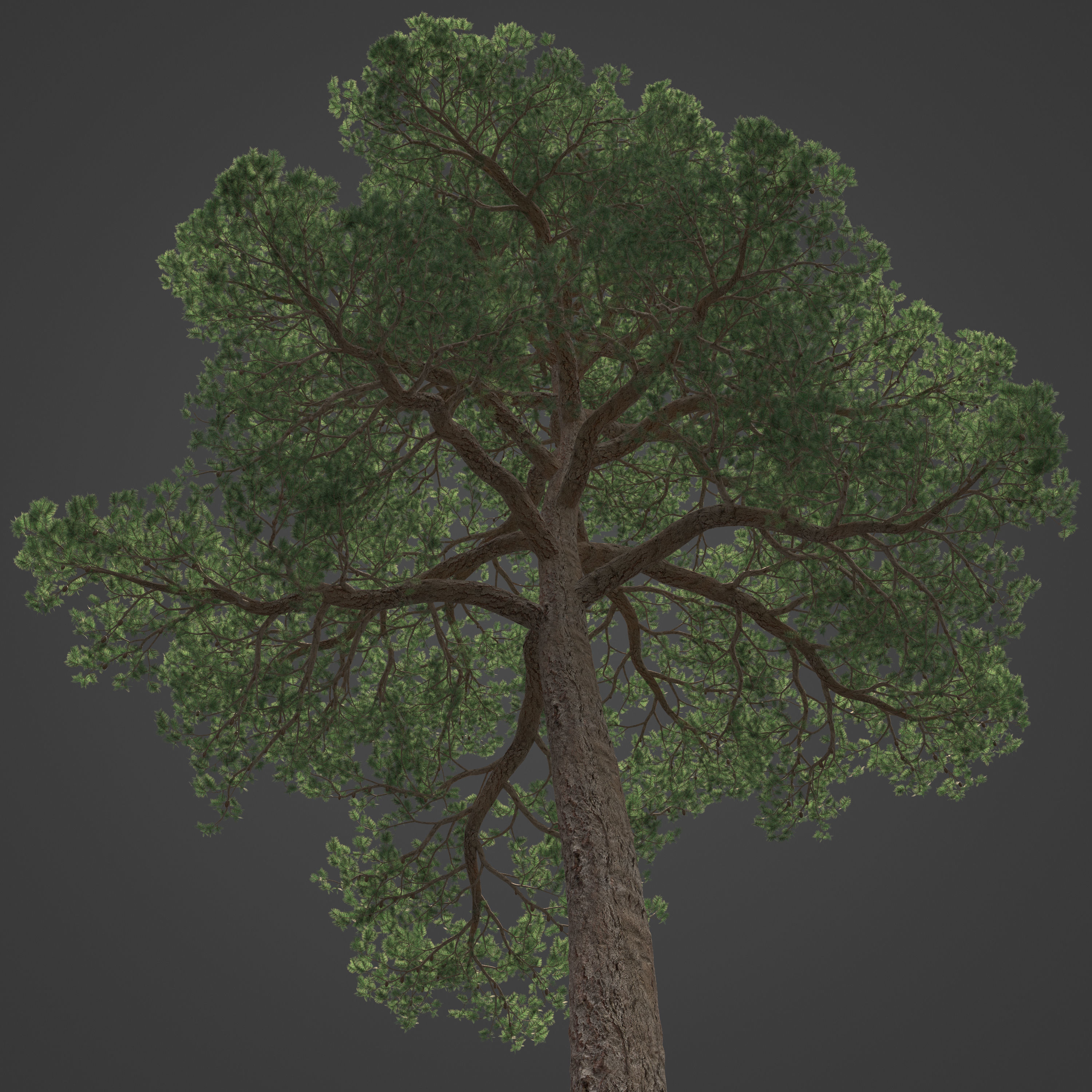 2021 PBR Bishop Pine Collection - Pinus Muricata 3D model_6