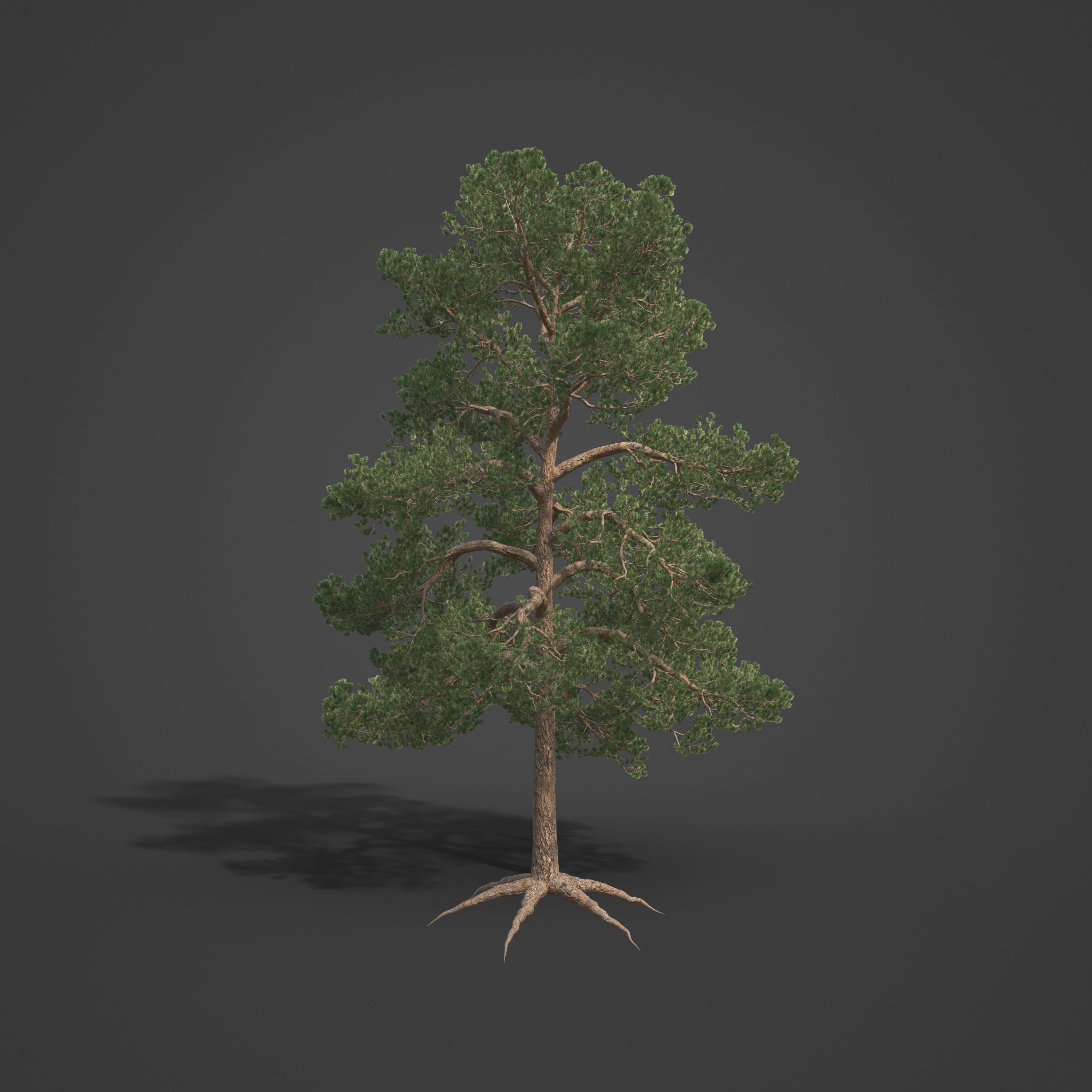 2021 PBR Bishop Pine Collection - Pinus Muricata 3D model_4