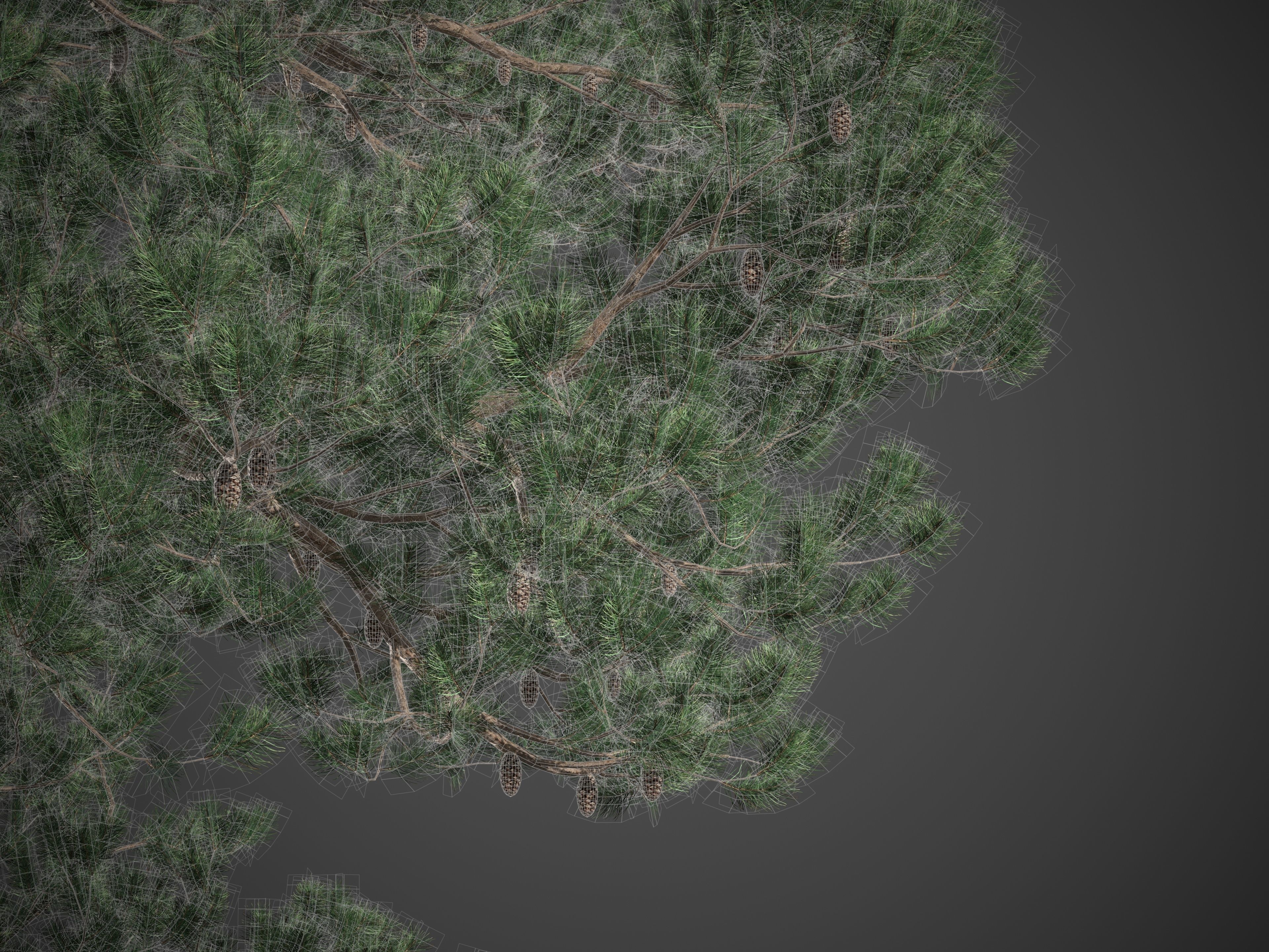 2021 PBR Bishop Pine Collection - Pinus Muricata 3D model_9