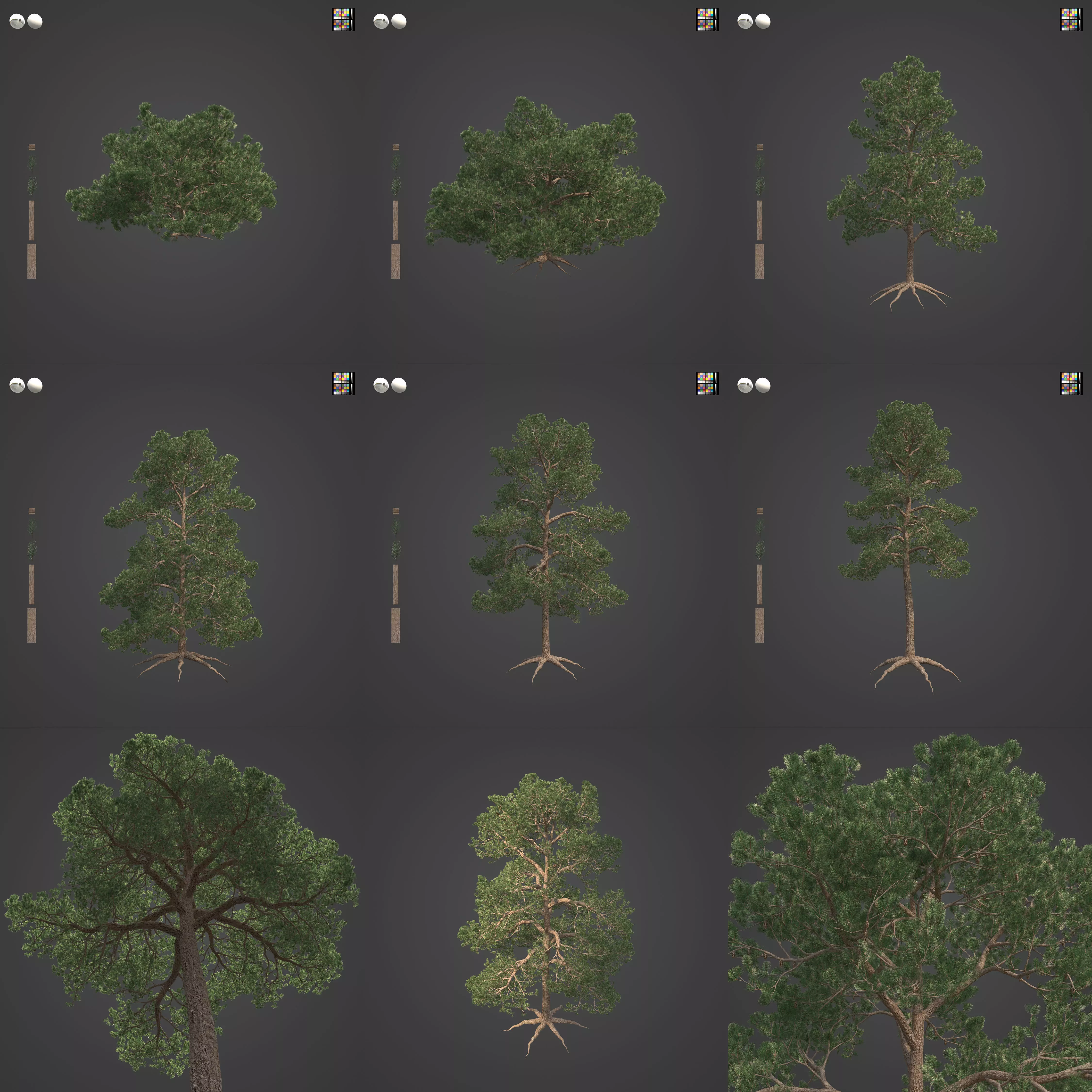 2021 PBR Bishop Pine Collection - Pinus Muricata 3D model_0