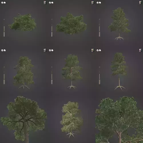 2021 PBR Bishop Pine Collection - Pinus Muricata  3D model