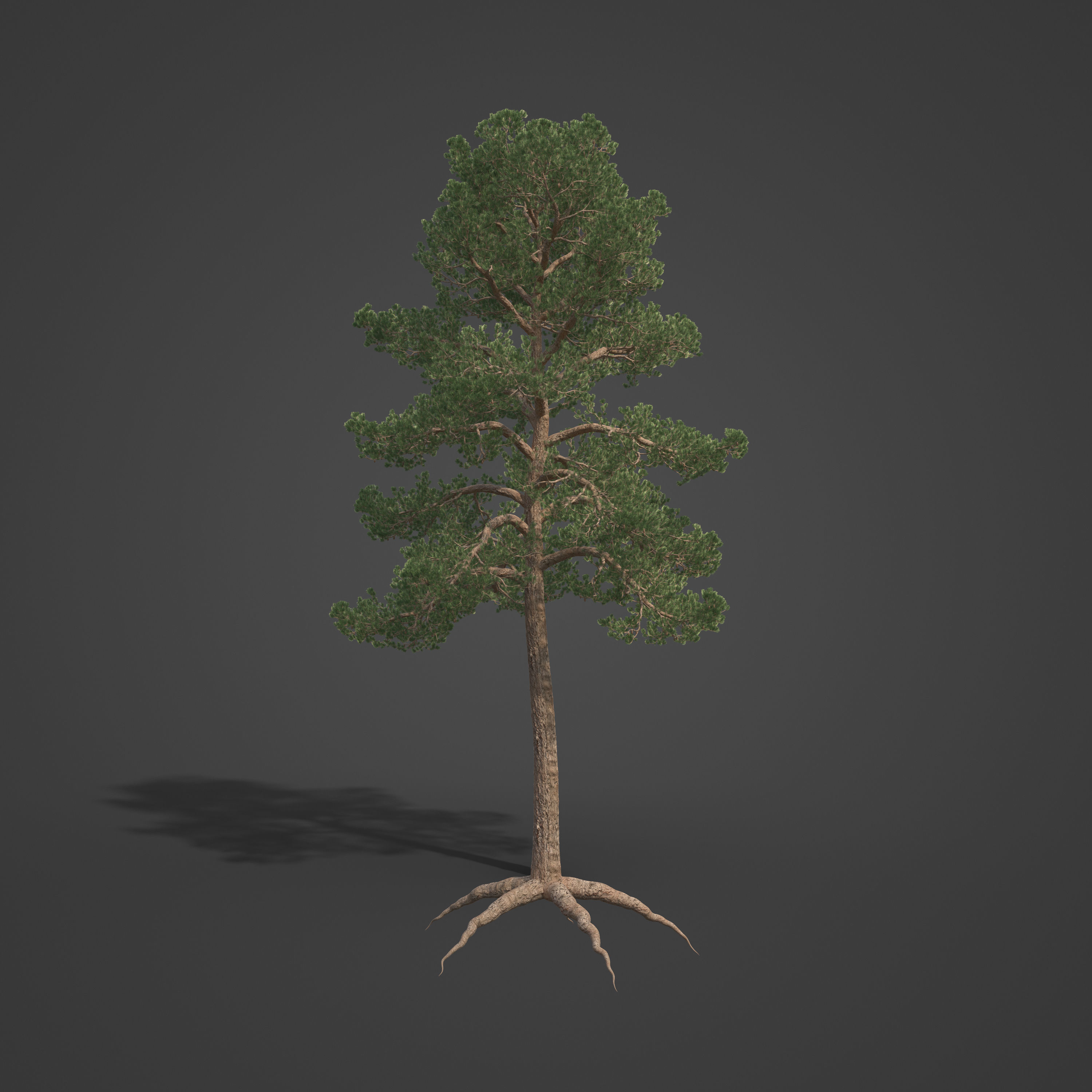 2021 PBR Bishop Pine Collection - Pinus Muricata 3D model_5