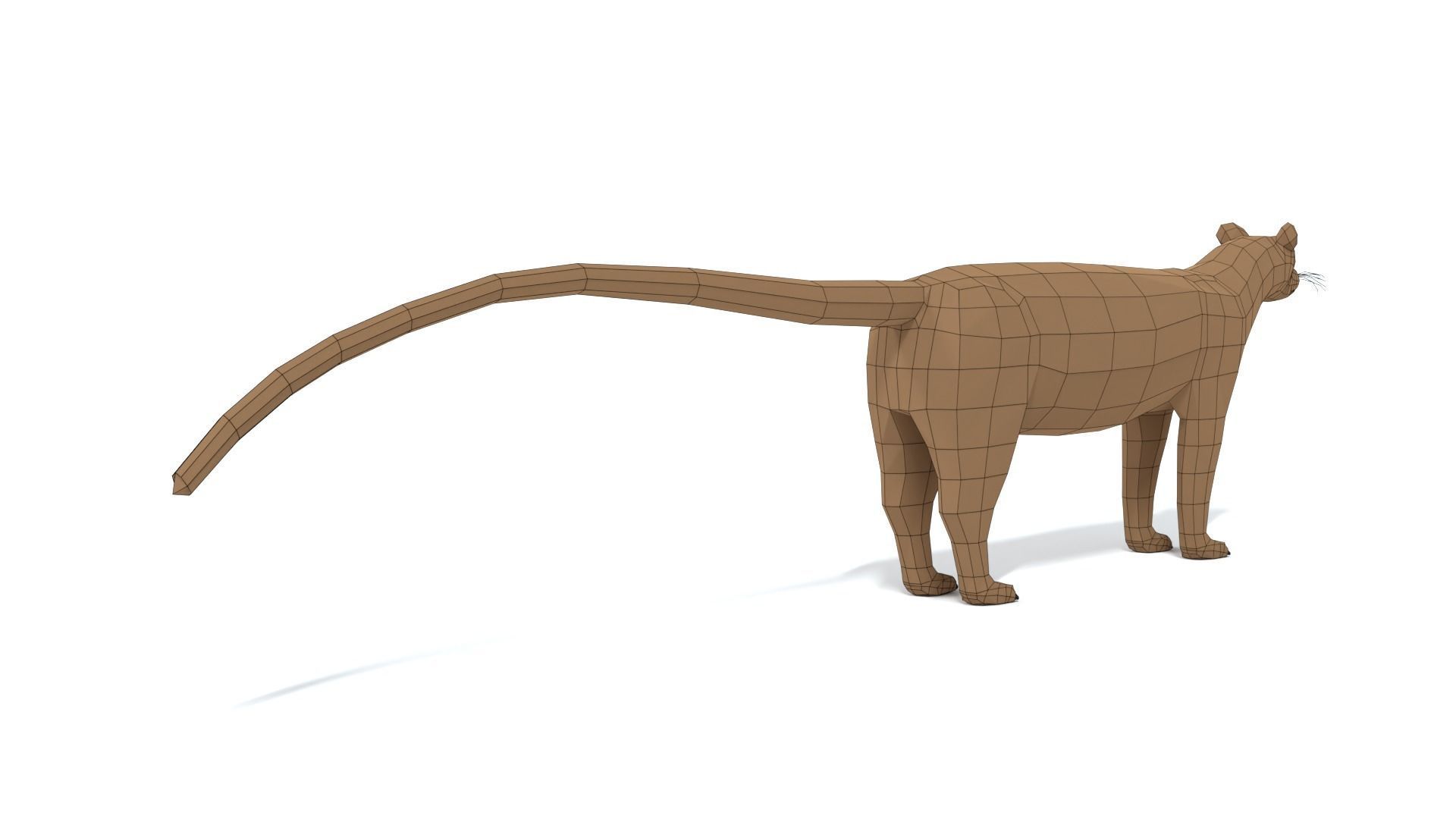 Low Poly Cartoon Fossa Low-poly 3D model_14