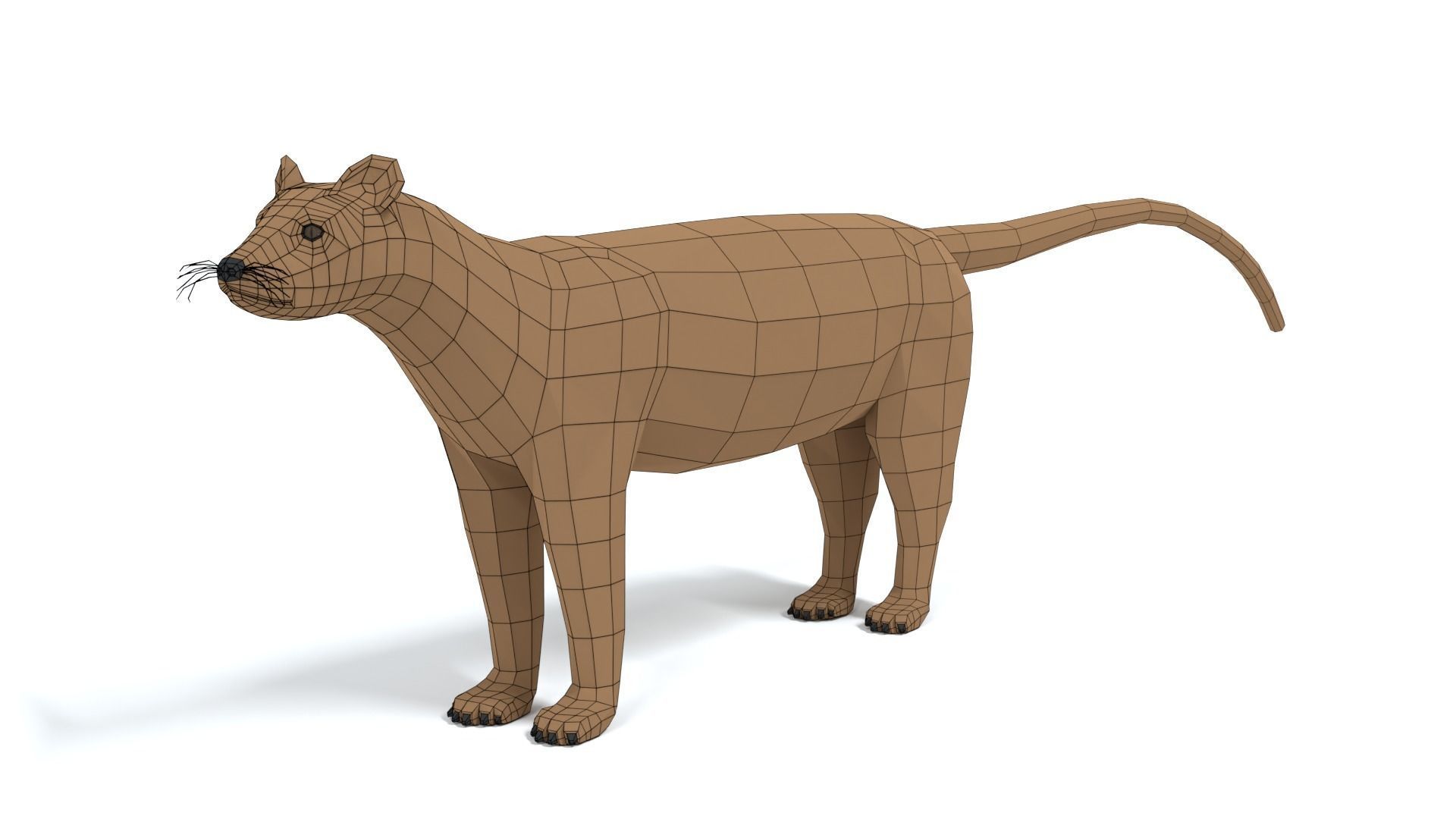 Low Poly Cartoon Fossa Low-poly 3D model_10