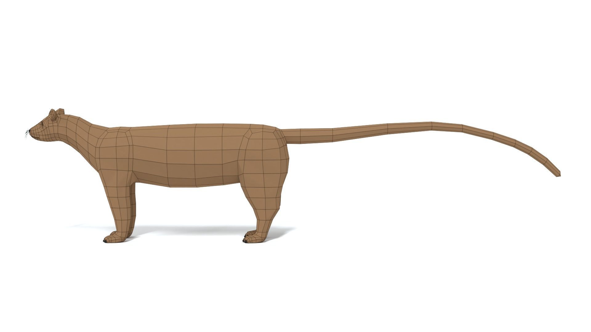 Low Poly Cartoon Fossa Low-poly 3D model_11