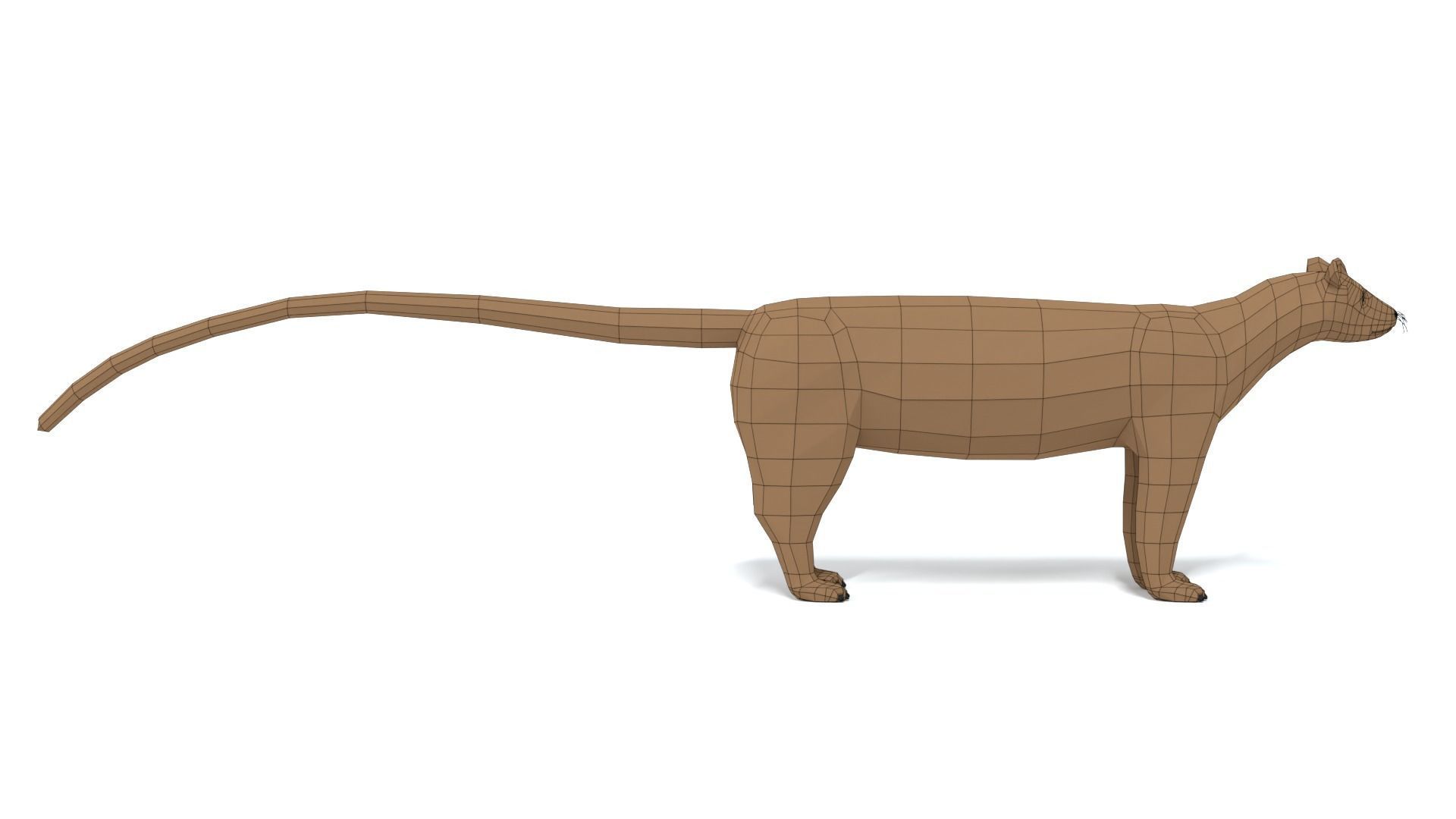 Low Poly Cartoon Fossa Low-poly 3D model_15