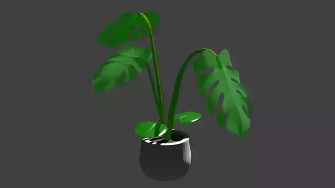 Monstera plant
