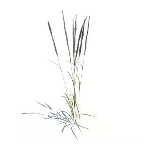 Plant Calamagrostis Acutiflora