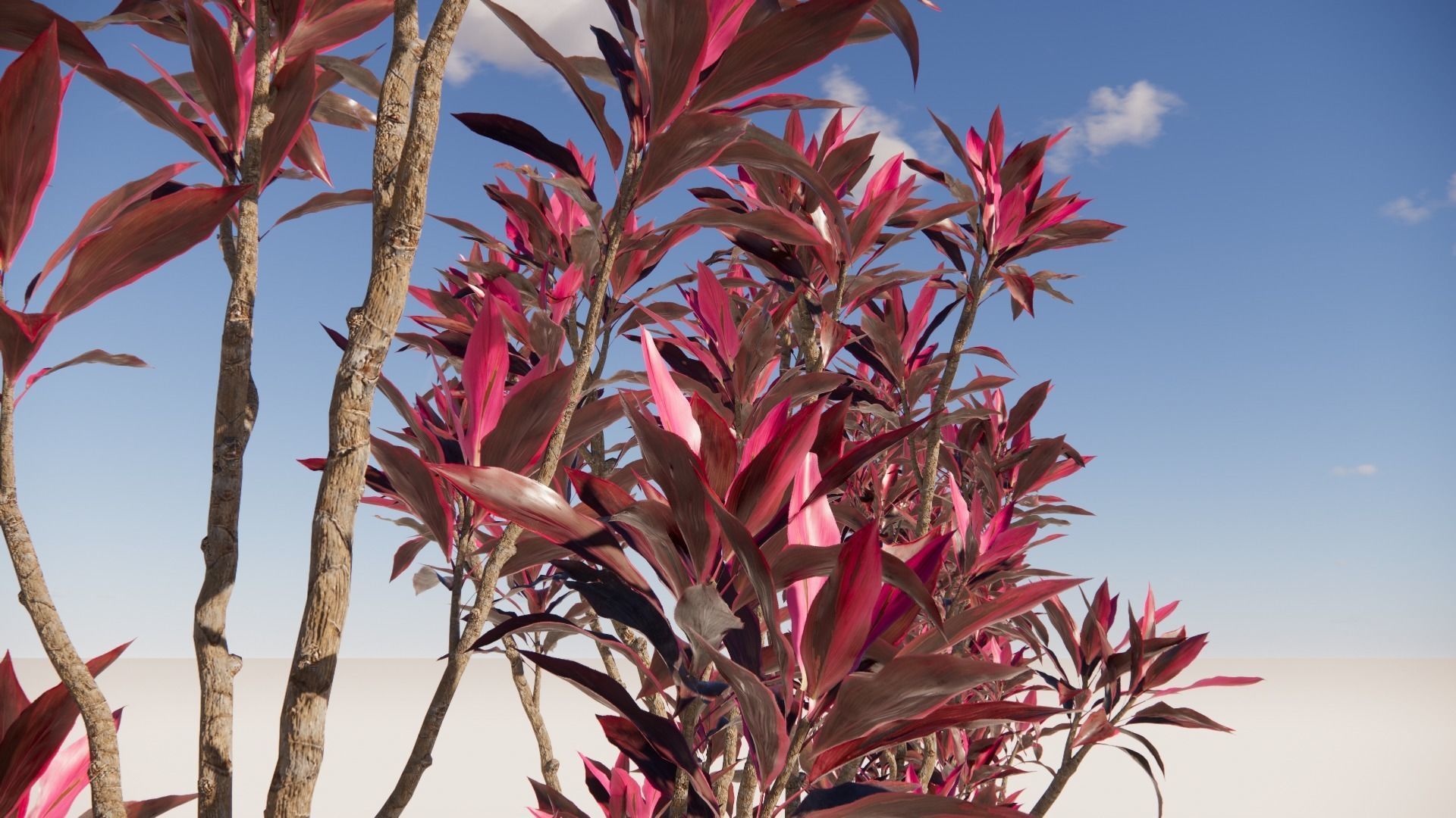 Cordyline rubra 3D model_1