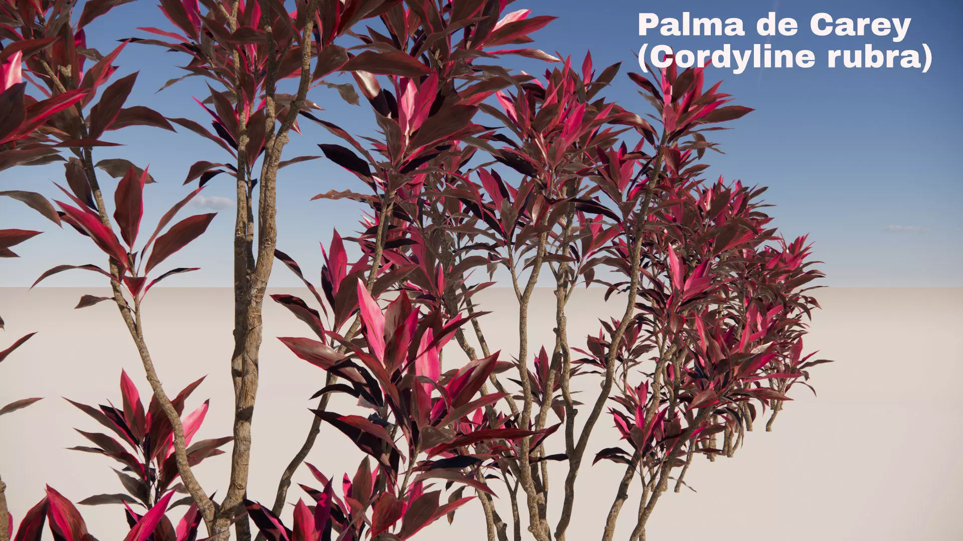 Cordyline rubra 3D model_0