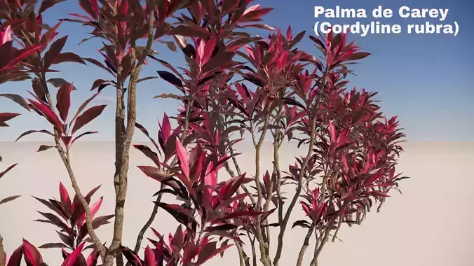 Cordyline rubra 3D model