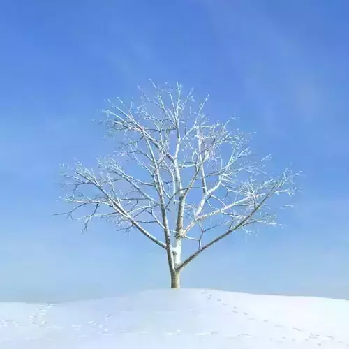 Winter Bare Tree
