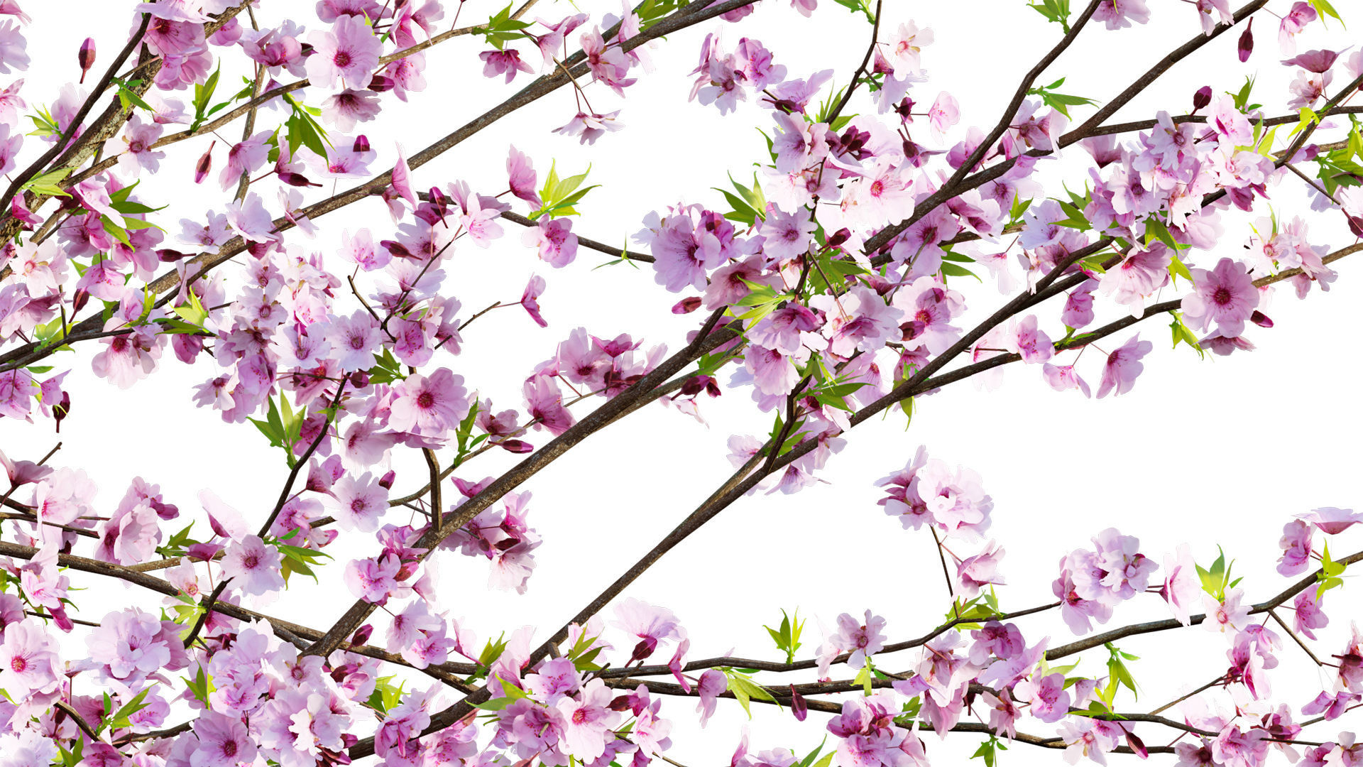 Prunus persica - Peach trees - Nectarine trees 3D model_2