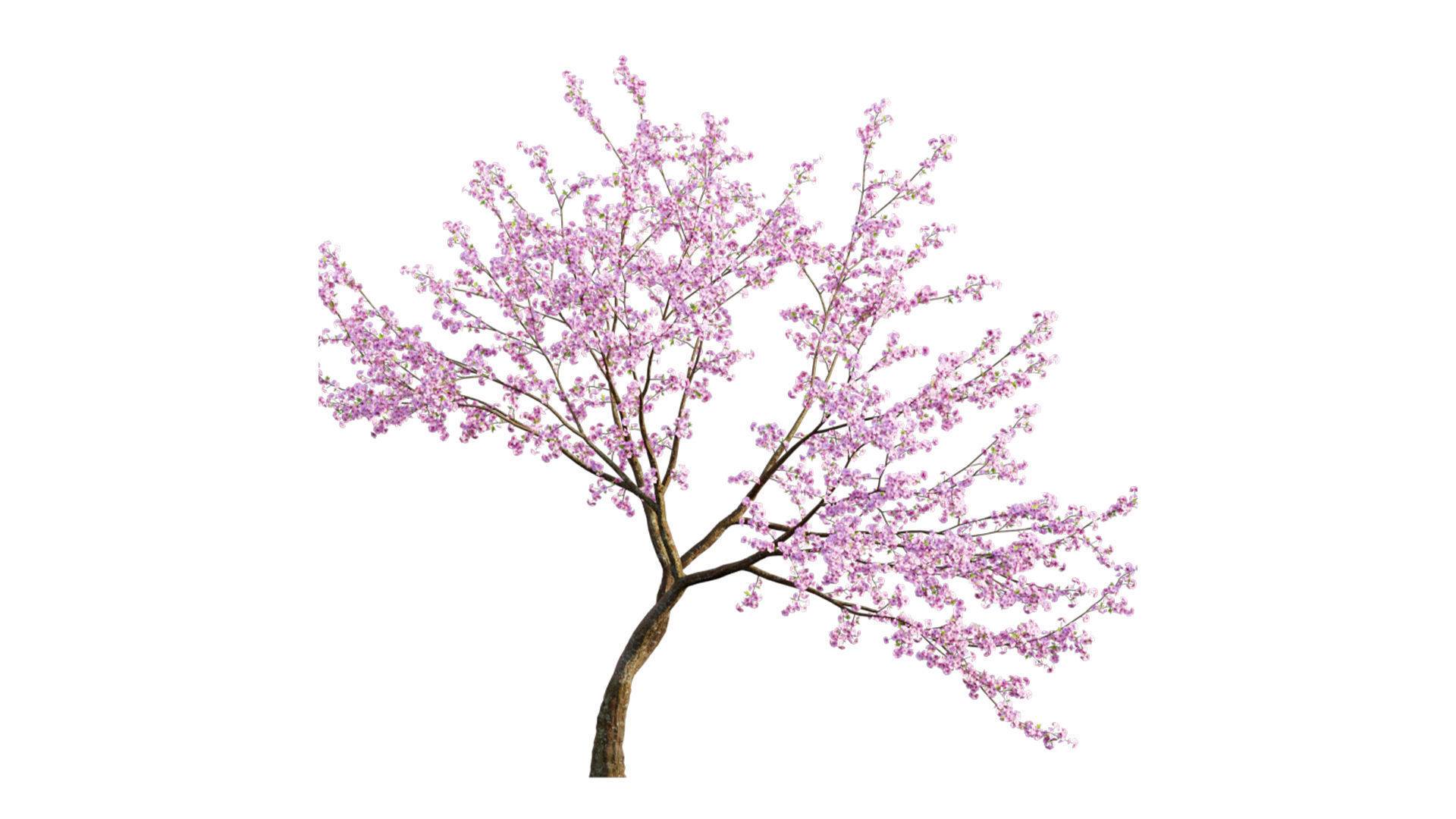 Prunus persica - Peach trees - Nectarine trees 3D model_4