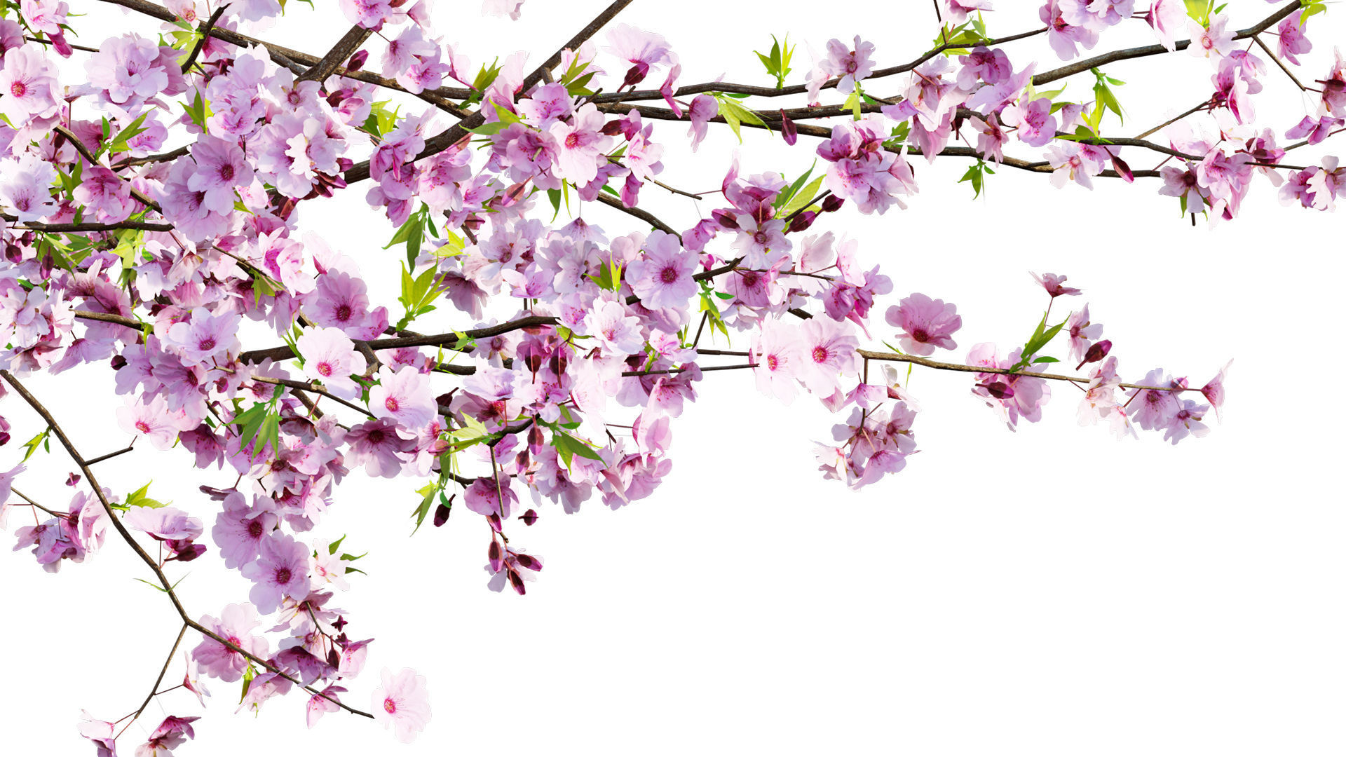 Prunus persica - Peach trees - Nectarine trees 3D model_1