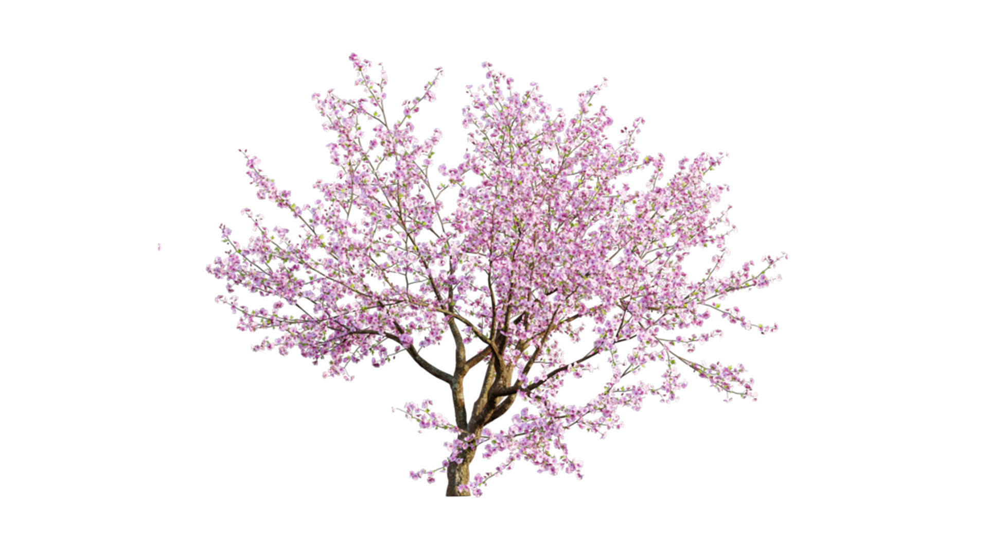 Prunus persica - Peach trees - Nectarine trees 3D model_5