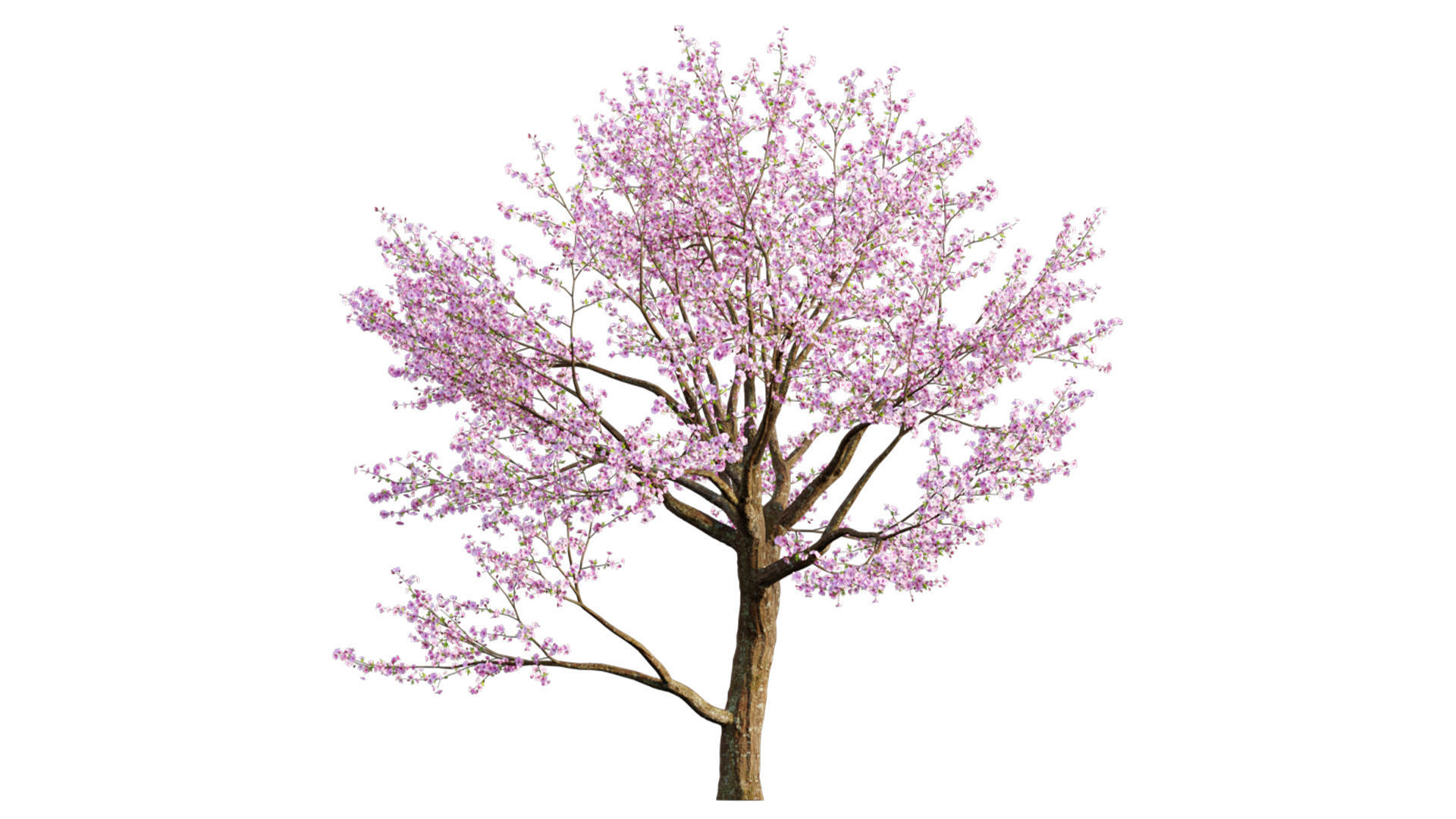 Prunus persica - Peach trees - Nectarine trees 3D model_3