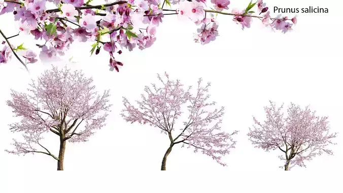 Prunus persica - Peach trees - Nectarine trees 3D model Prunus persica - Peach trees - Nectarine trees 3D model