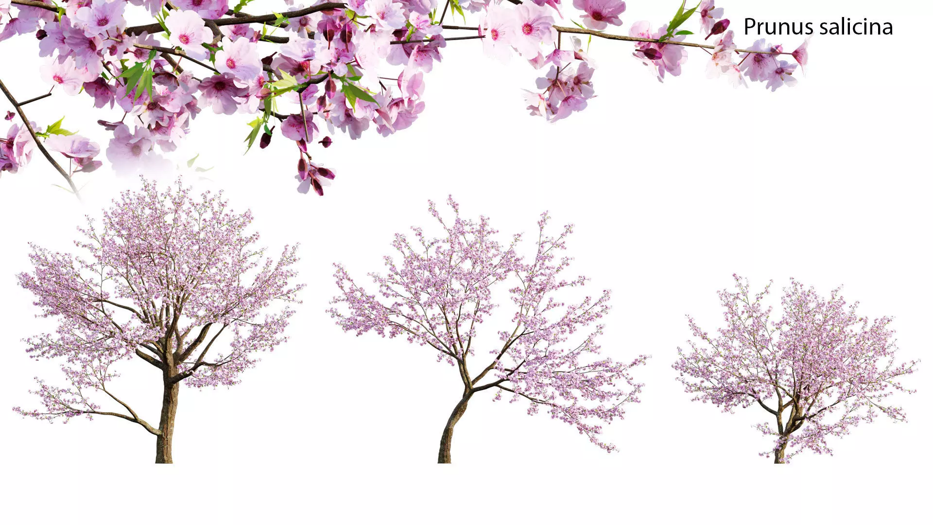 Prunus persica - Peach trees - Nectarine trees 3D model_0