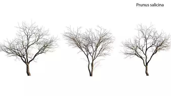 Prunus persica - Peach trees - Nectarine trees