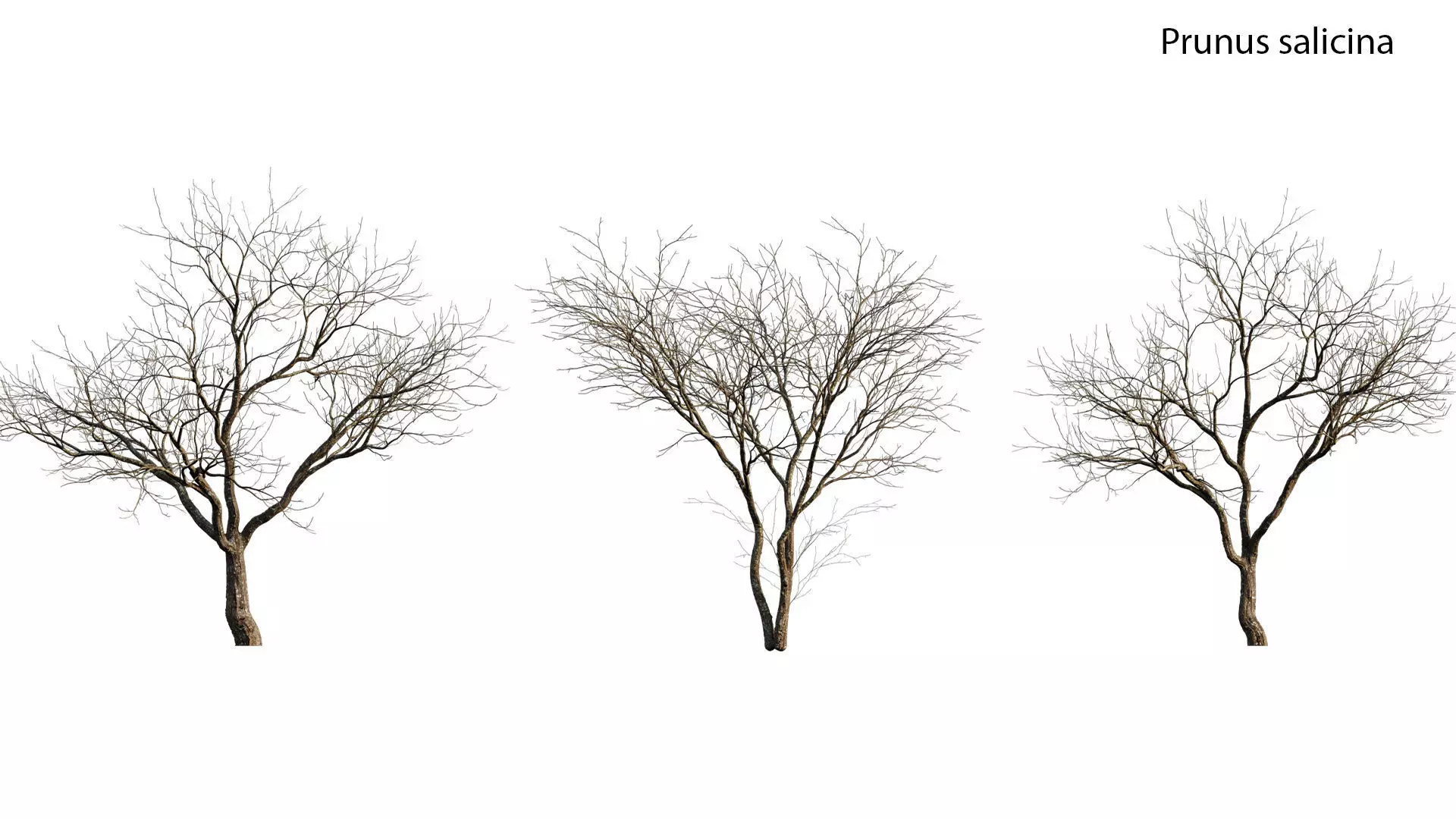 Prunus persica - Peach trees - Nectarine trees 3D model
