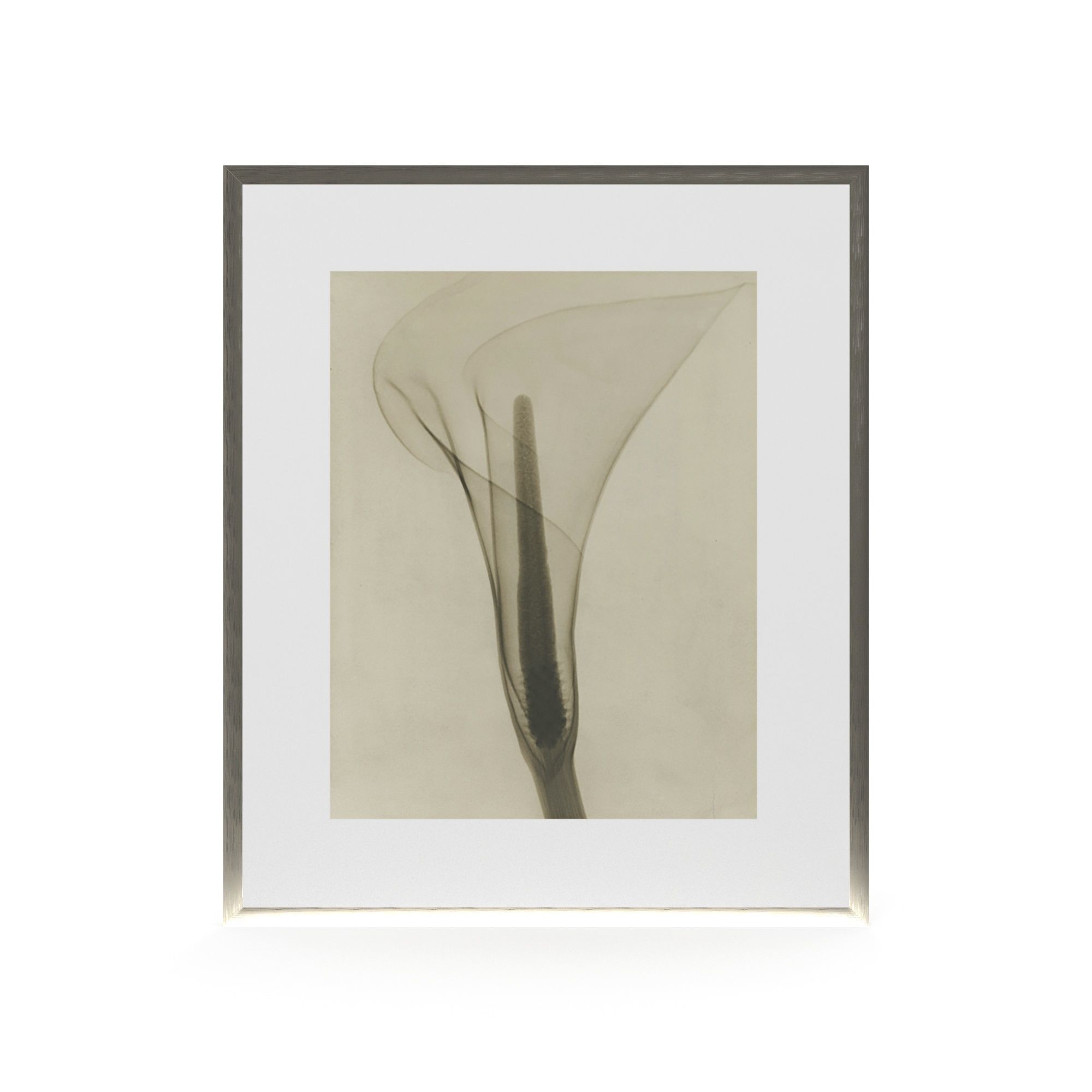 Dain Tasker Photography XRay Of Lily Free 3D model_5