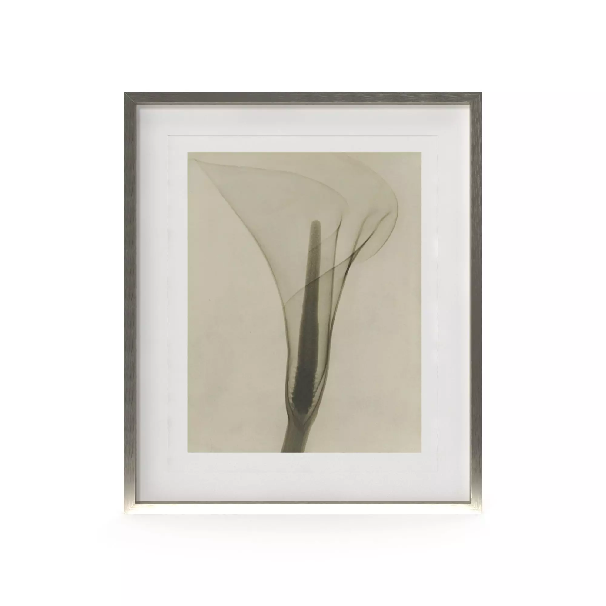 Dain Tasker Photography XRay Of Lily Free 3D model_0