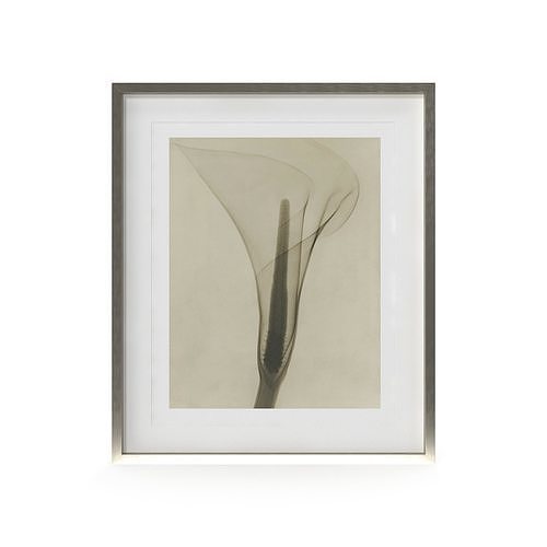 Dain Tasker Photography XRay Of Lily Free 3D model