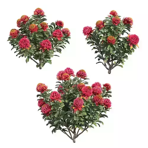 Waratah Telepea Speciosissima 02