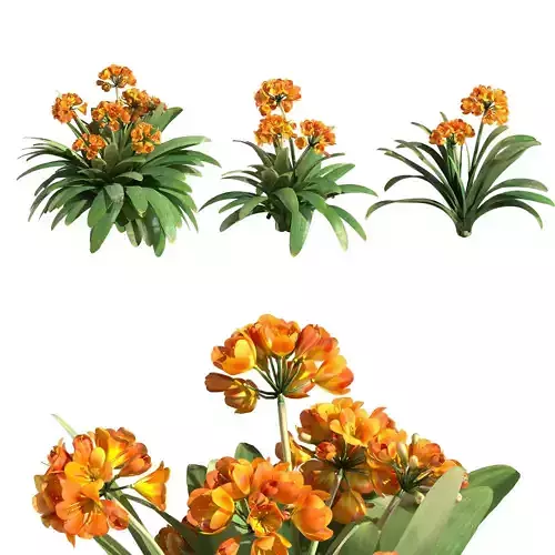 Clivia miniata 3D model