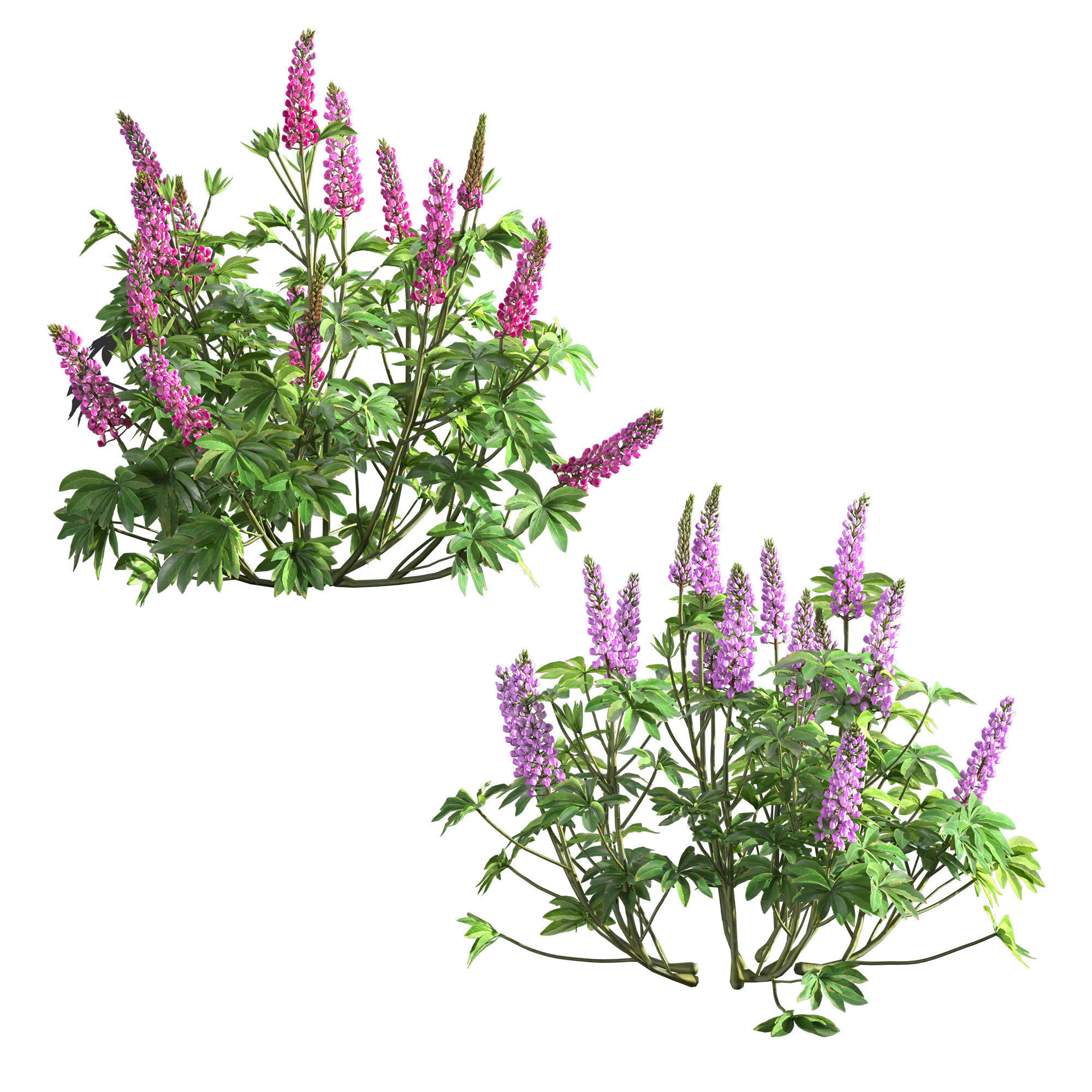 Lupinus two lupin plants 3D model_2