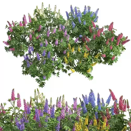 Lupinus two lupin plants 3D model