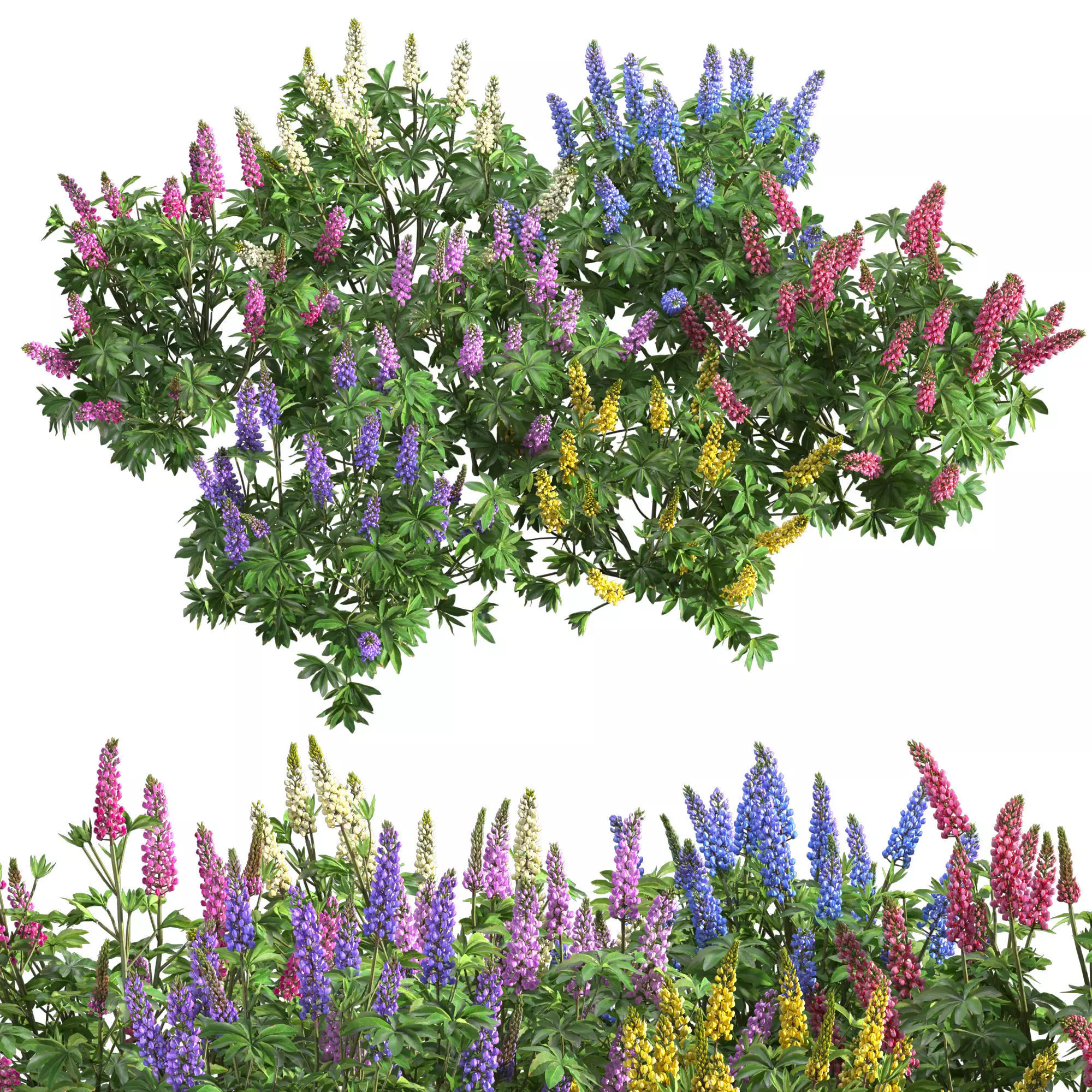 Lupinus two lupin plants 3D model_0