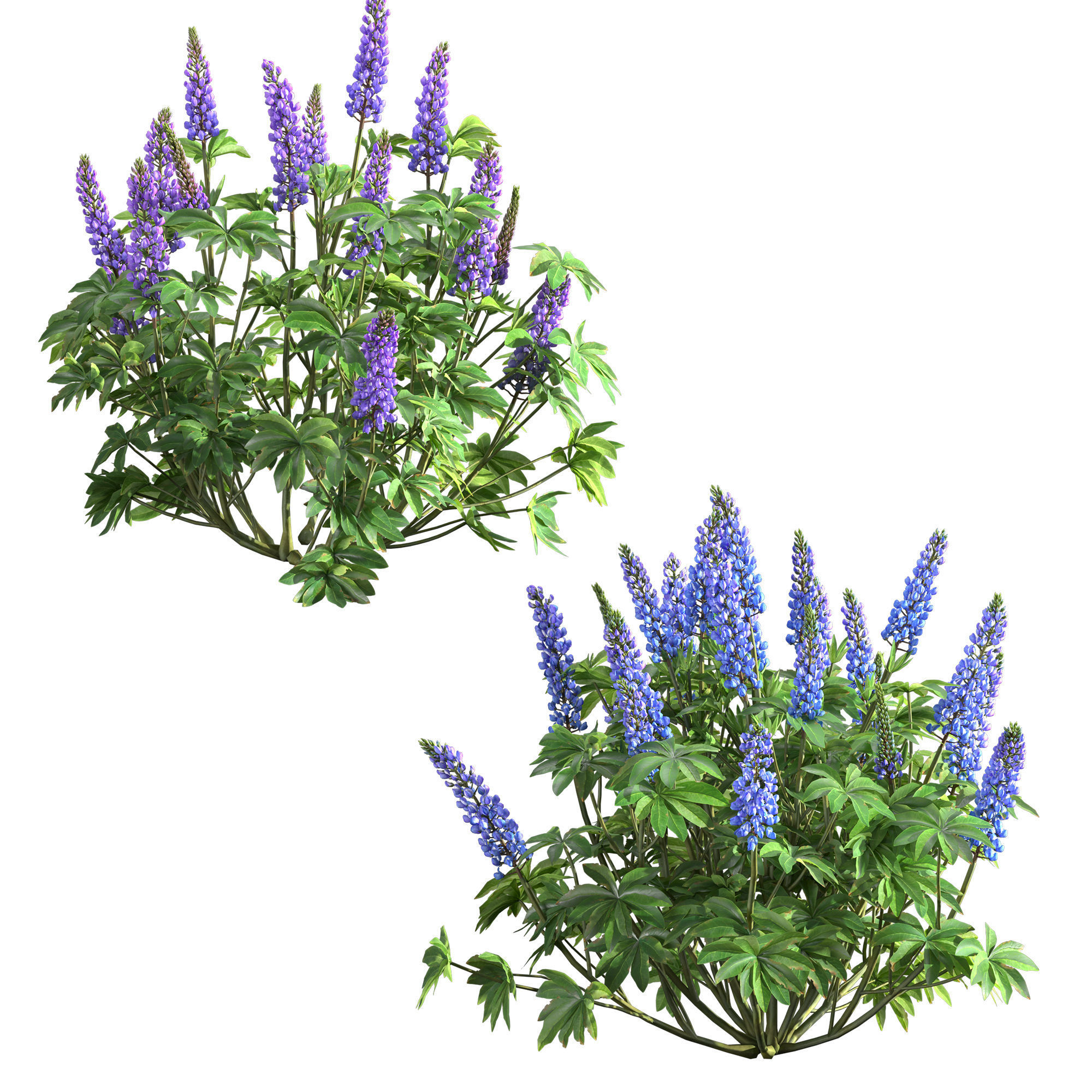Lupinus two lupin plants 3D model_1