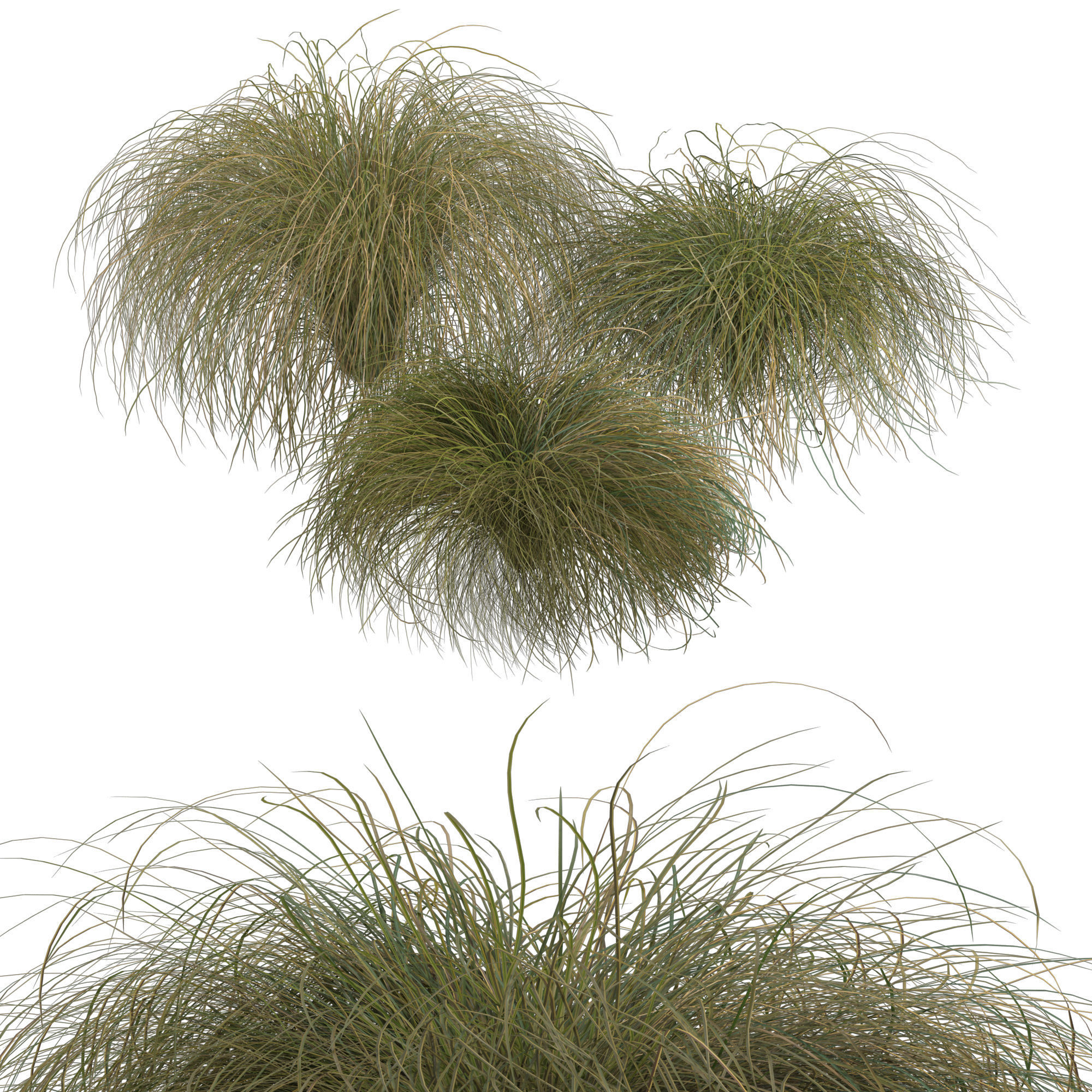 HairSedge grasses 3D model_1