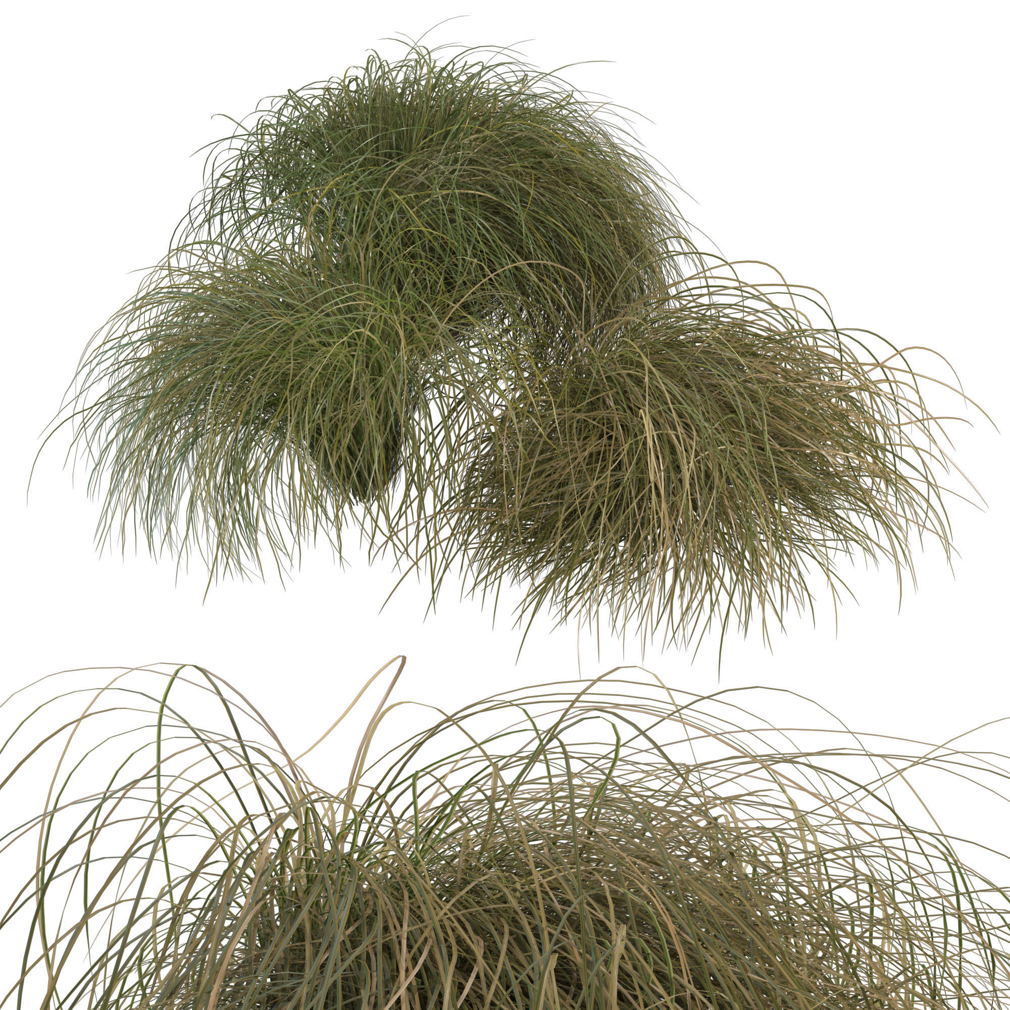 HairSedge grasses 3D model_4