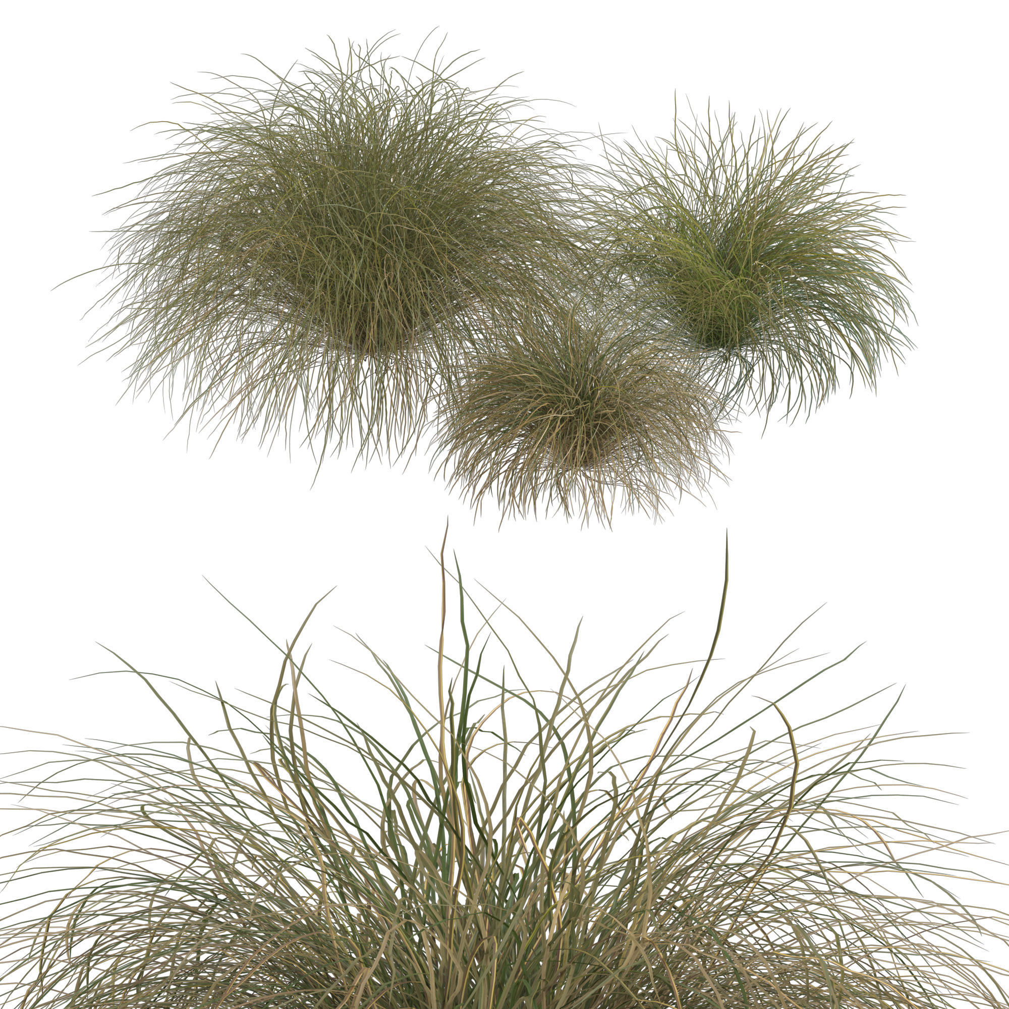 HairSedge grasses 3D model_2