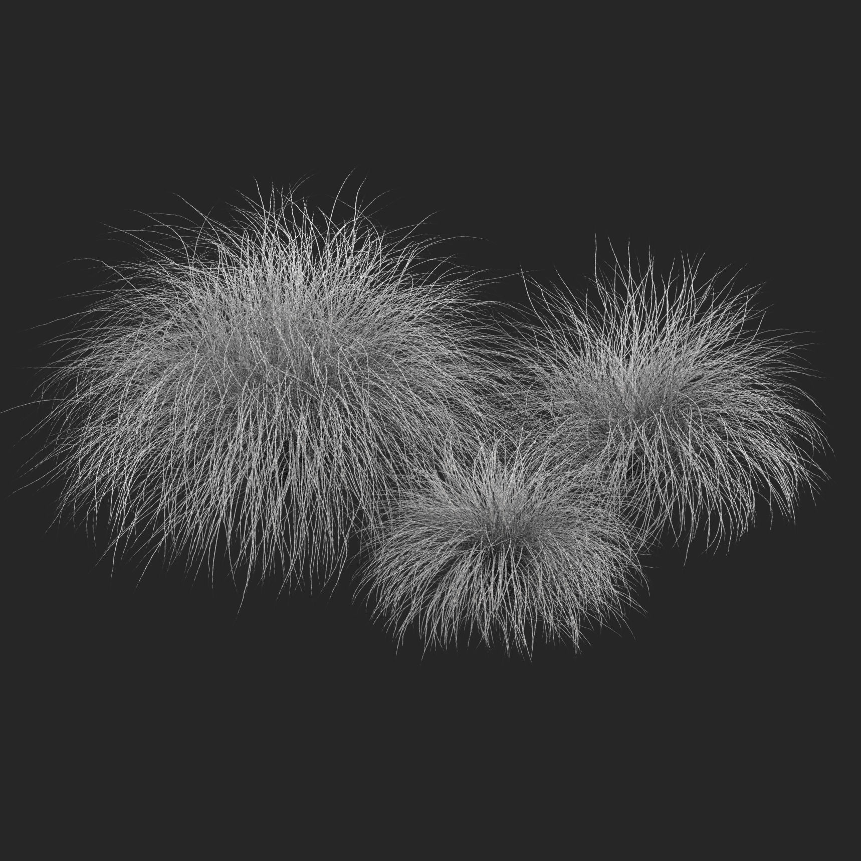 HairSedge grasses 3D model_5