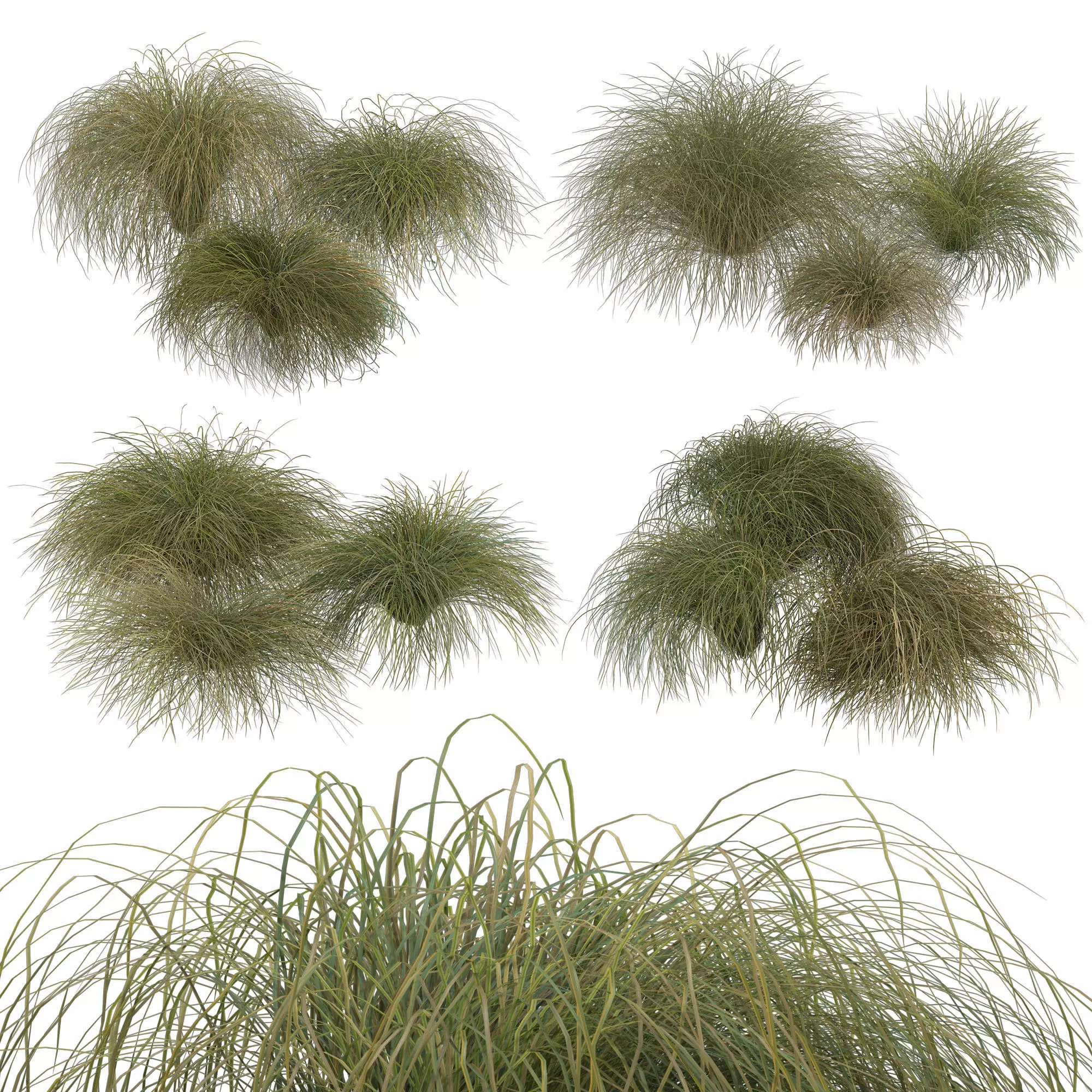 HairSedge grasses 3D model_0