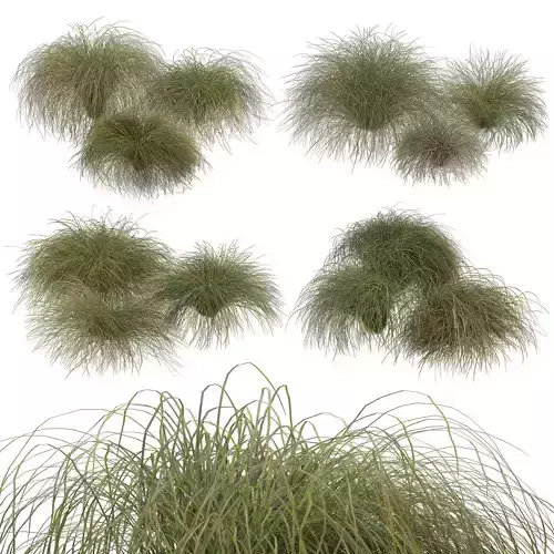 HairSedge grasses 3D model