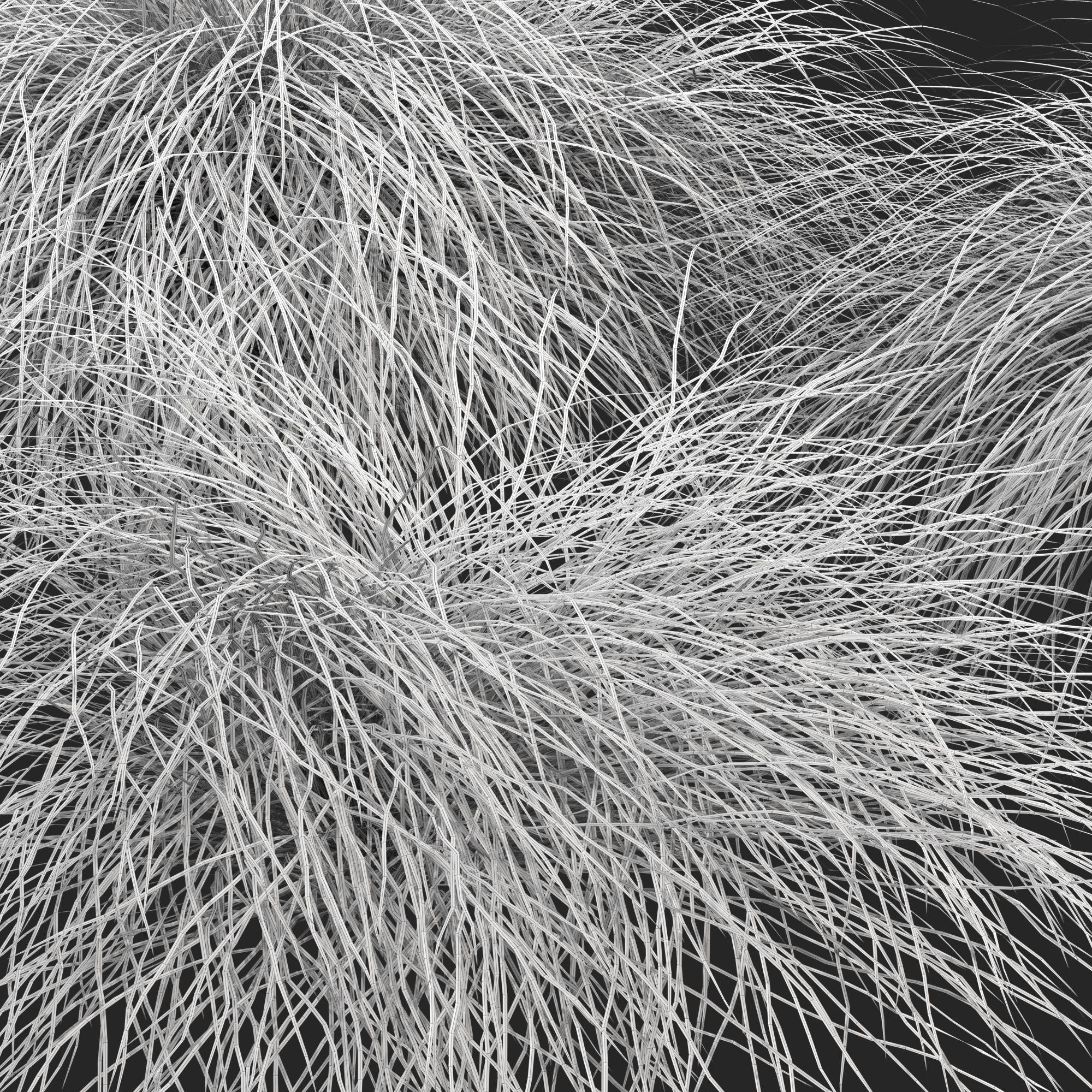 HairSedge grasses 3D model_6