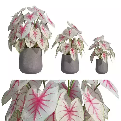Caladium Fiesta 01