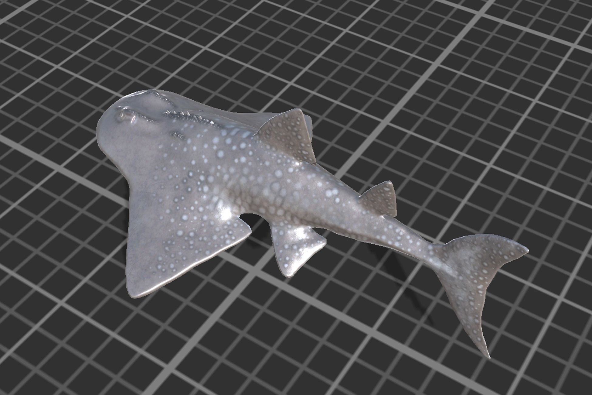 Shark Ray Low-poly 3D model_5
