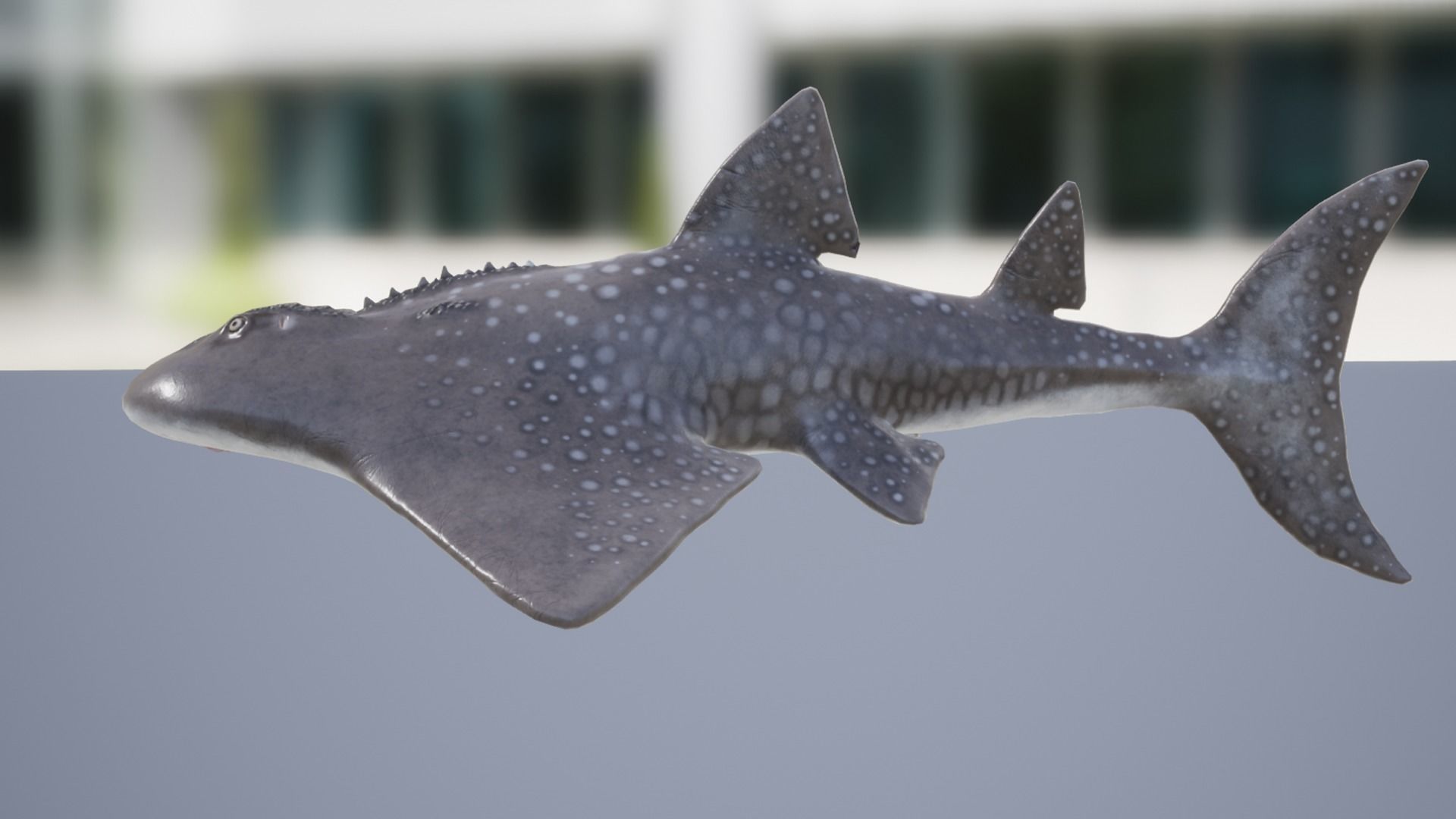 Shark Ray Low-poly 3D model_9