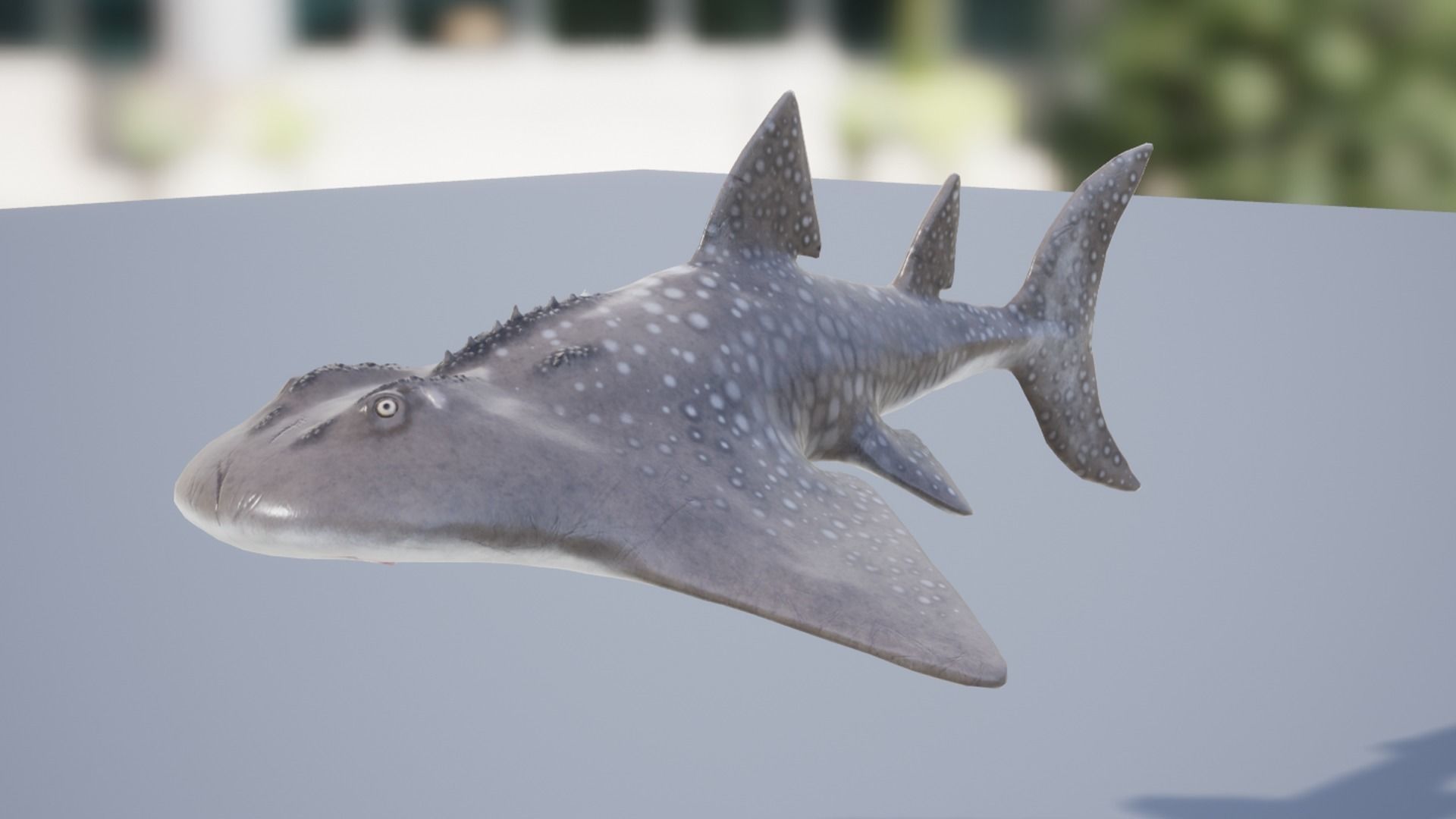 Shark Ray Low-poly 3D model_13