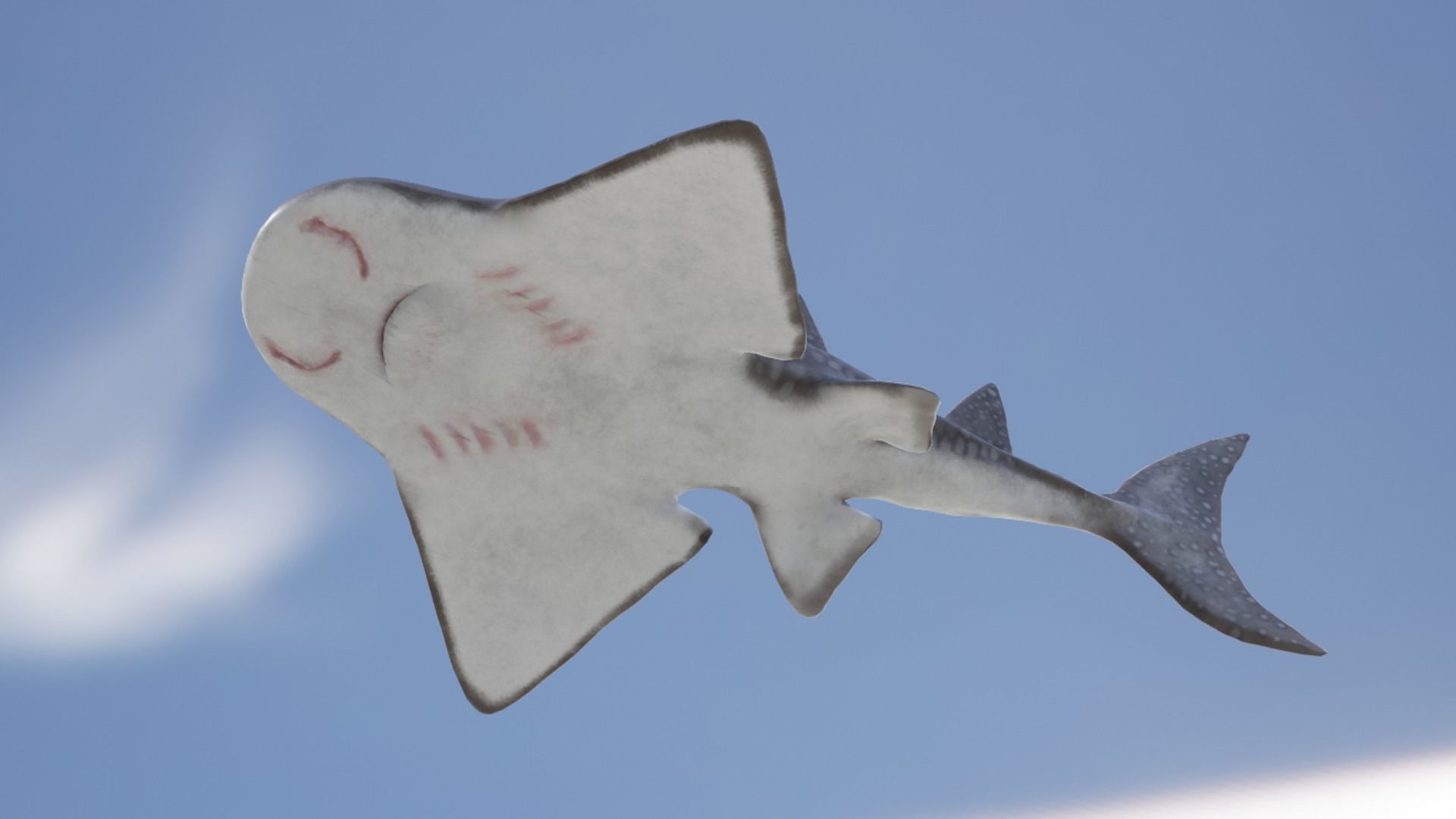 Shark Ray Low-poly 3D model_14