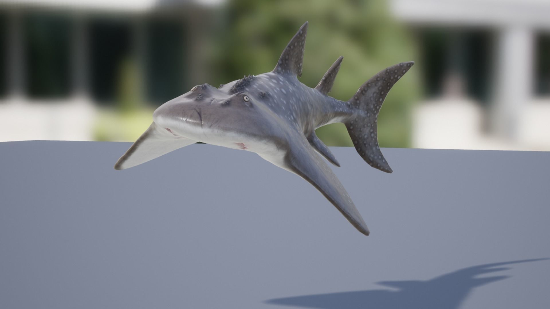 Shark Ray Low-poly 3D model_12
