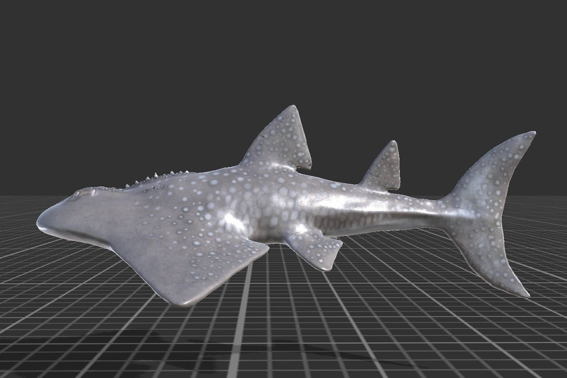 Shark Ray Low-poly 3D model_3